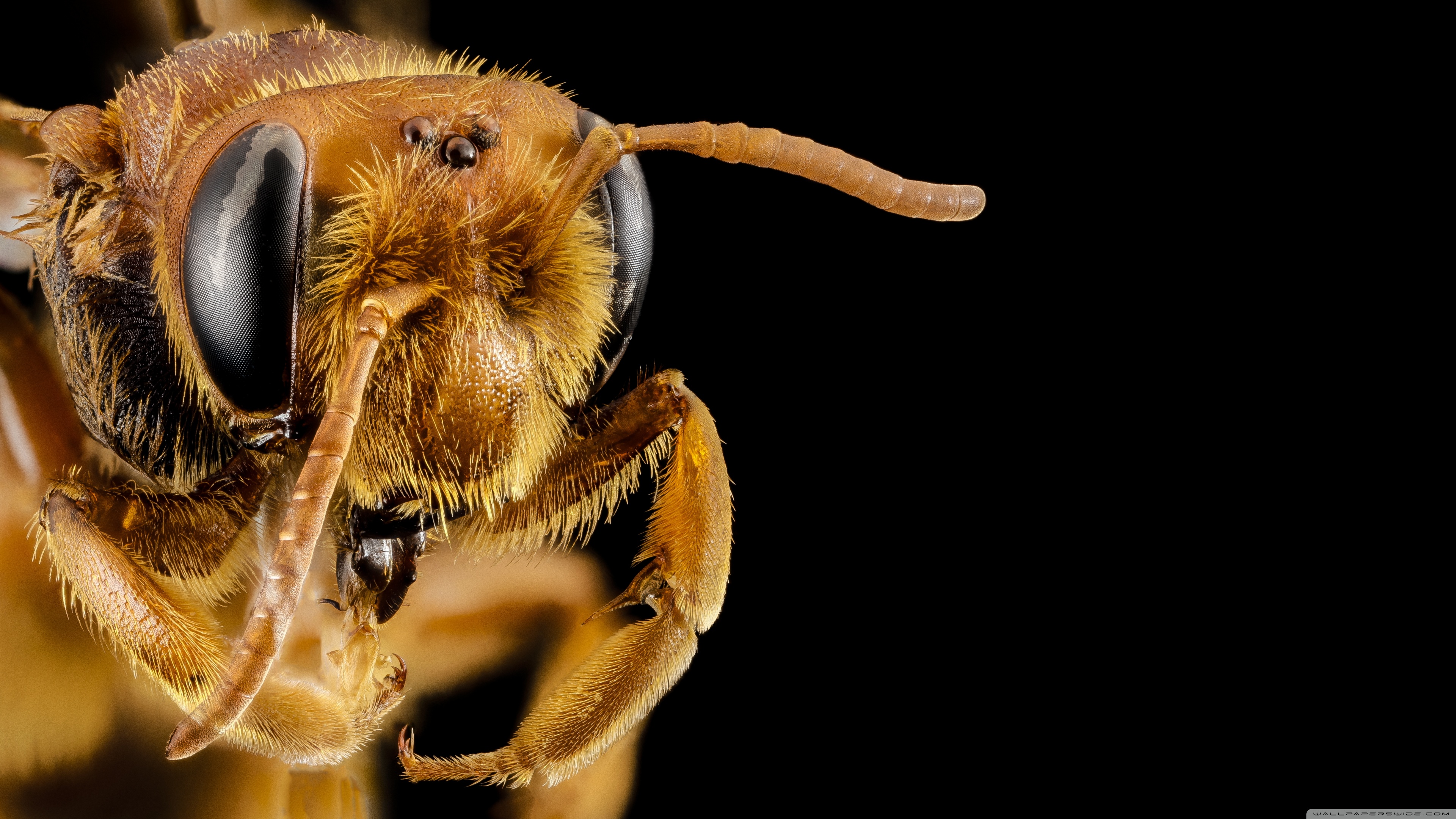 Andrena Bee Head Macro, Oman ❤ 4K HD Desktop Wallpaper