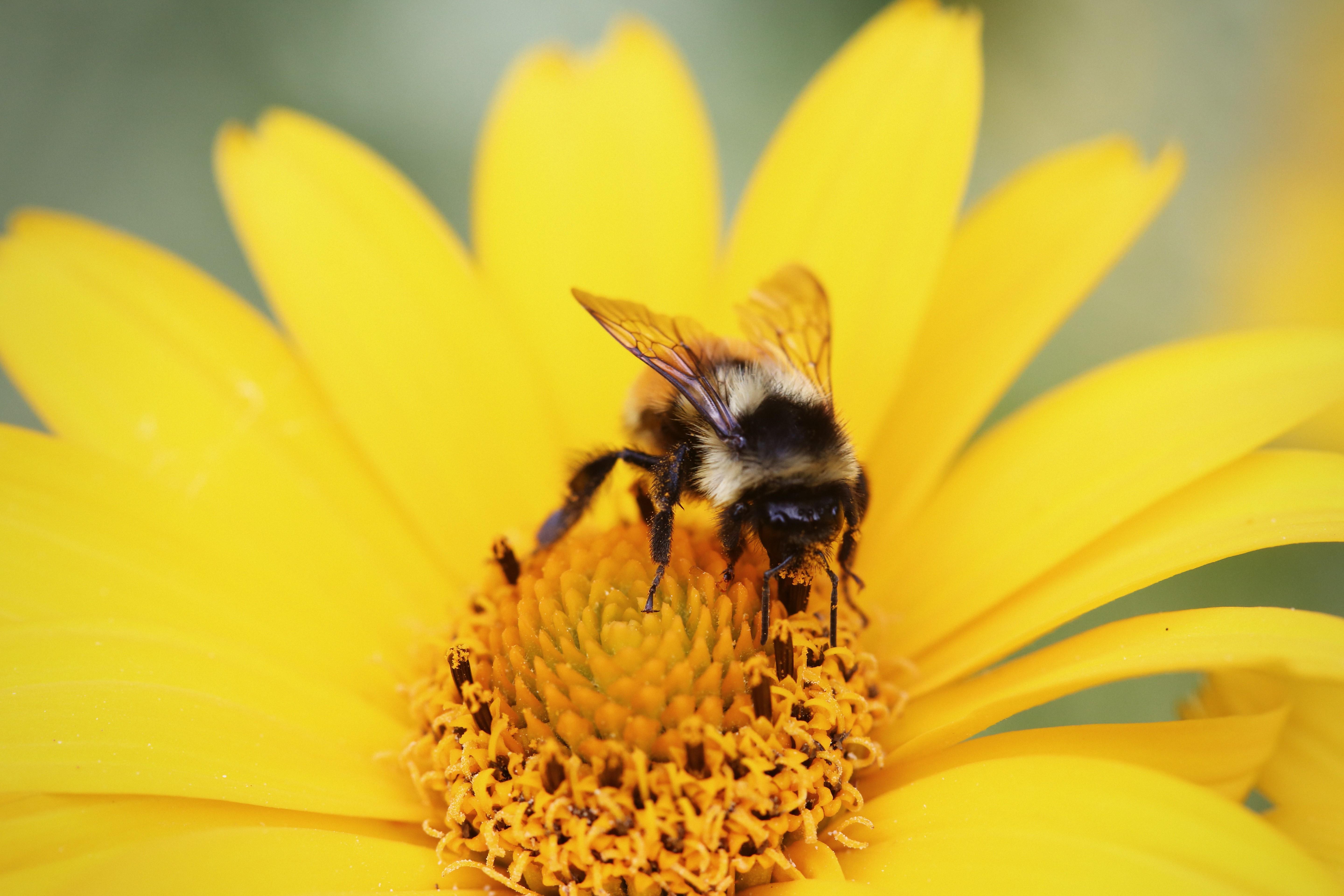 animals macro bees flowers wallpaper and background
