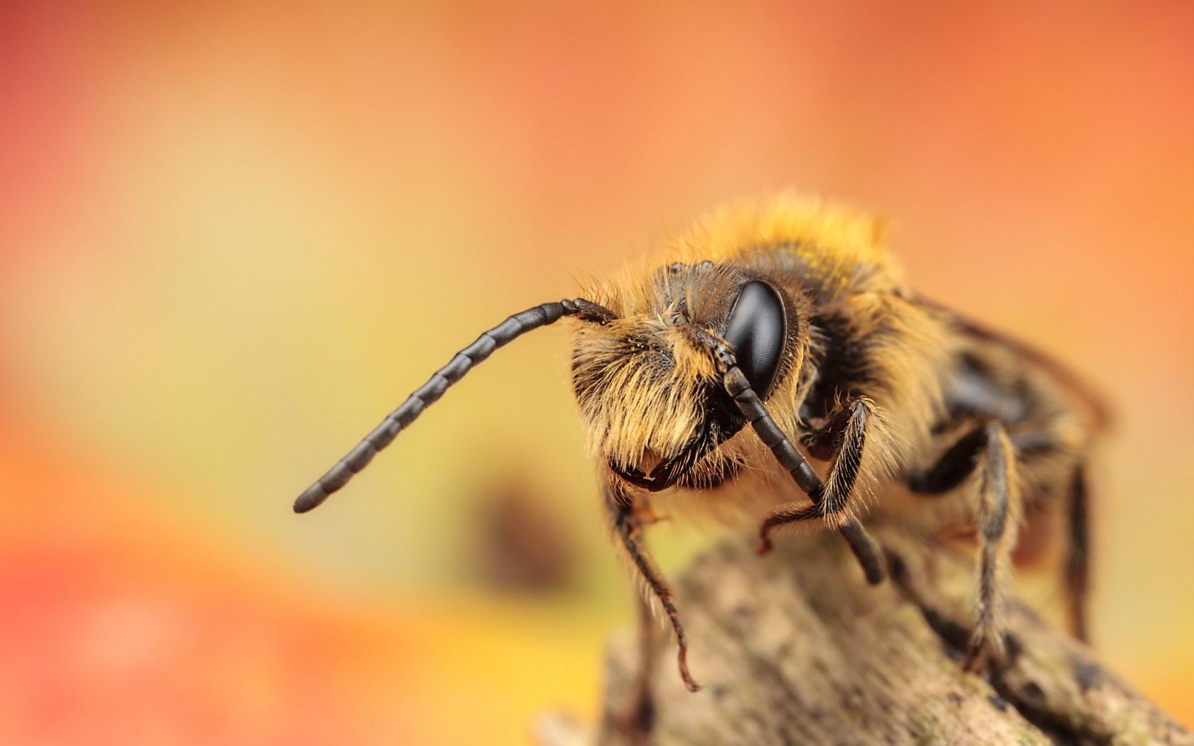 Bee Insect Macro