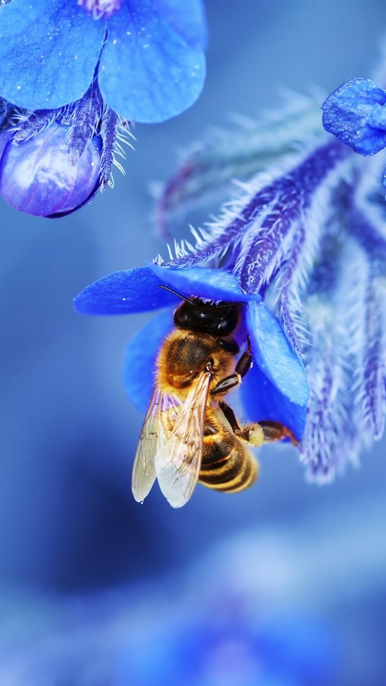 Wallpaper Blue flowers, bee, macro photography 2560x1600 HD