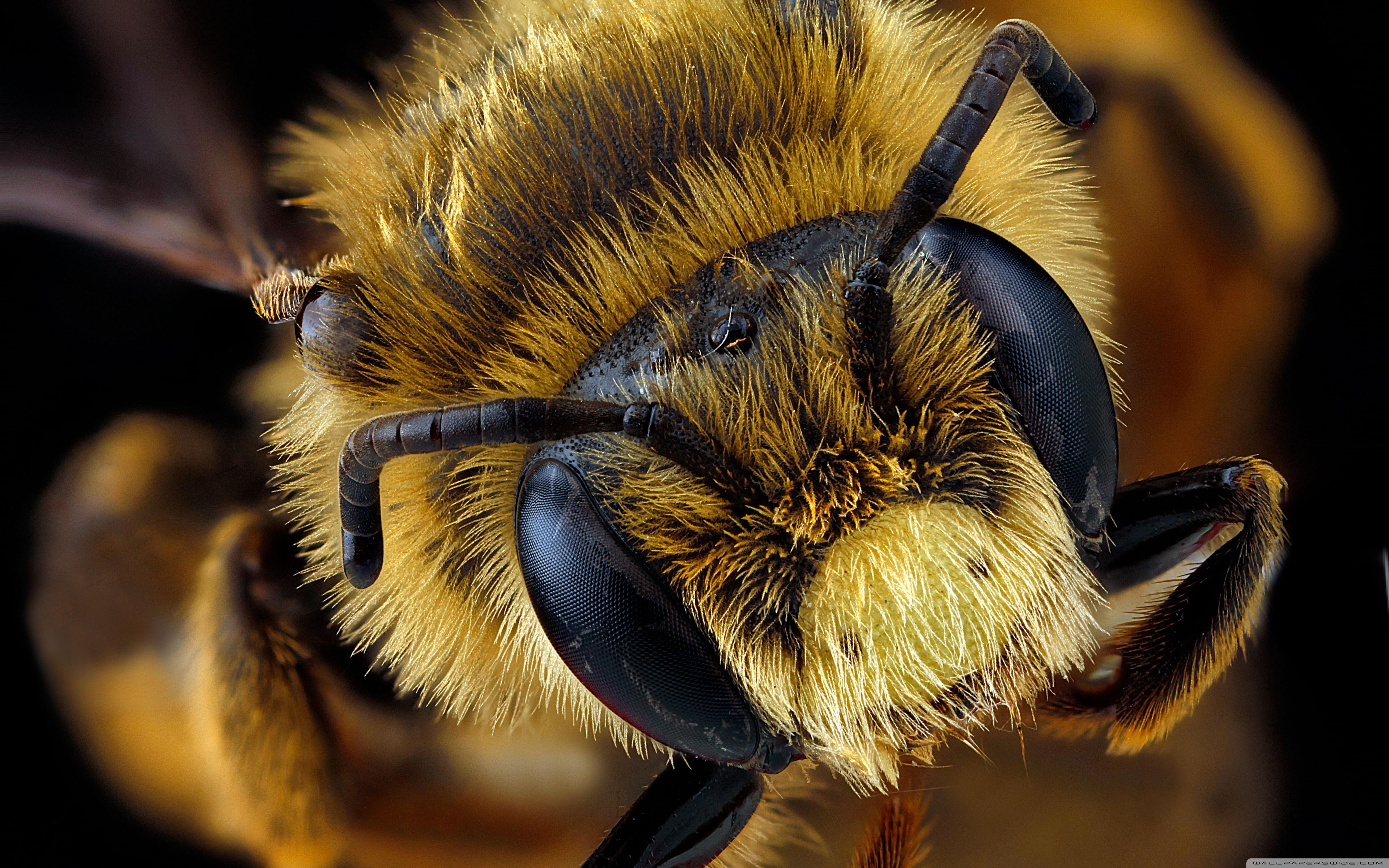 Andrena Rudbeckiae Bee Macro Photography ❤ 4K HD Desktop