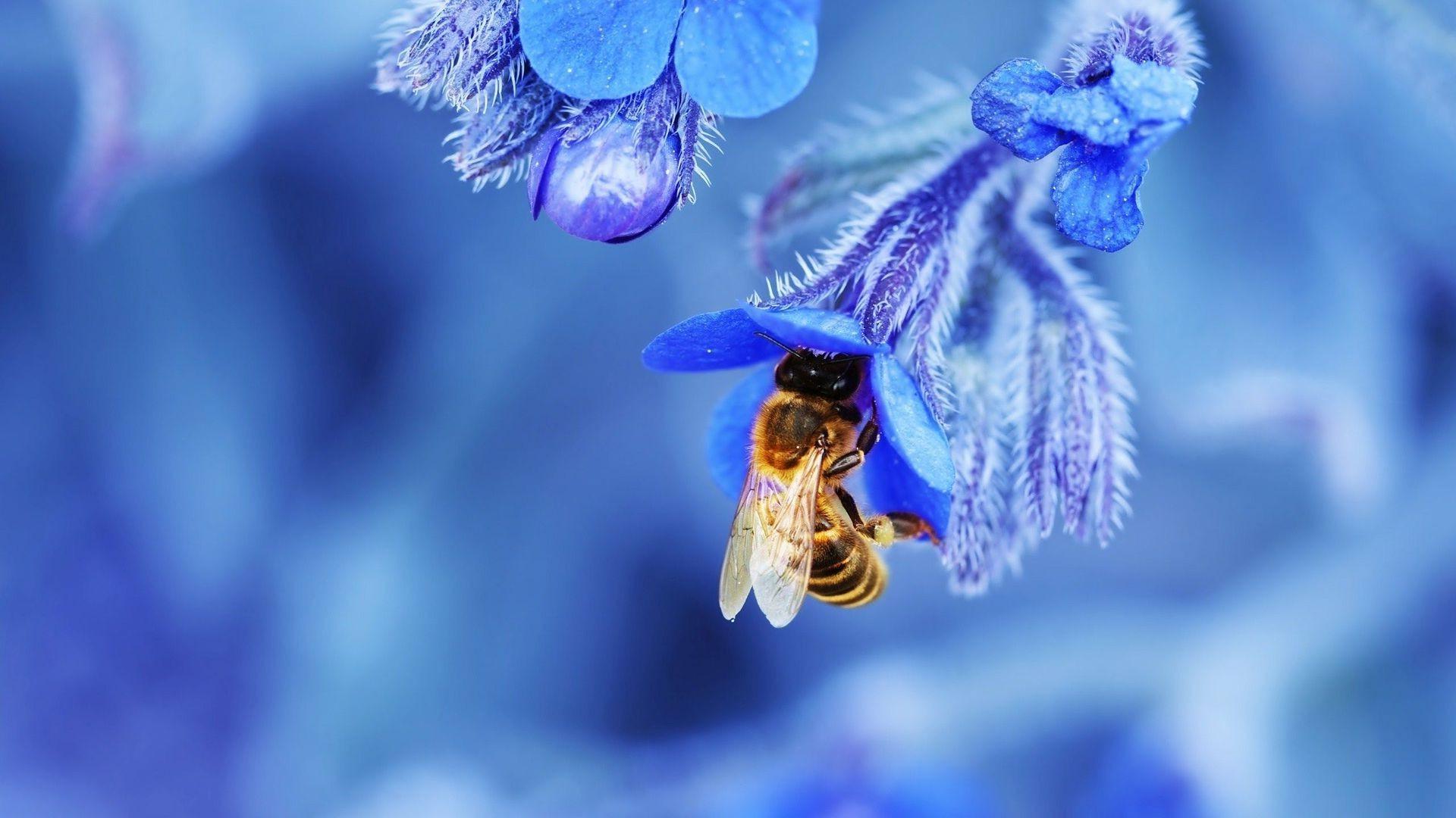 nature, Macro, Depth Of Field, Bees, Insect, Flowers, Blue