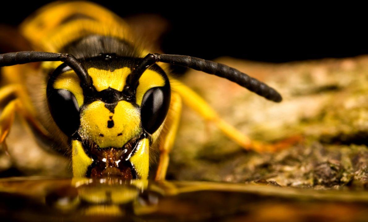 Bee Insect Macro HD Wallpaper