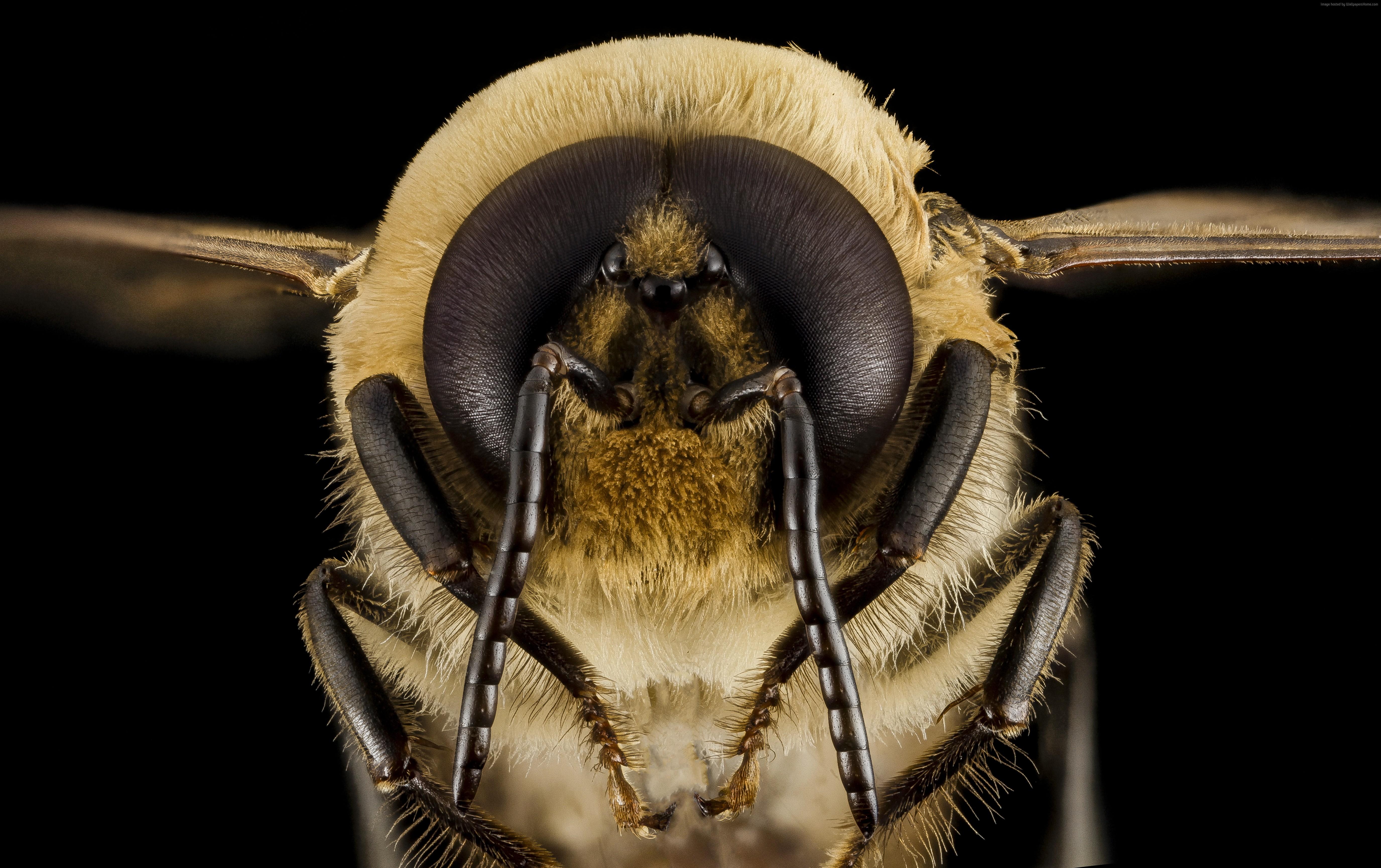 #eyes, #bumblebee, #insect, #black background, #wings