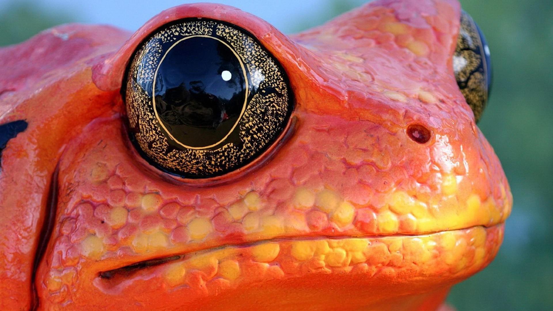 frog, Animals, Nature, Amphibian, Macro, Eyes, Orange