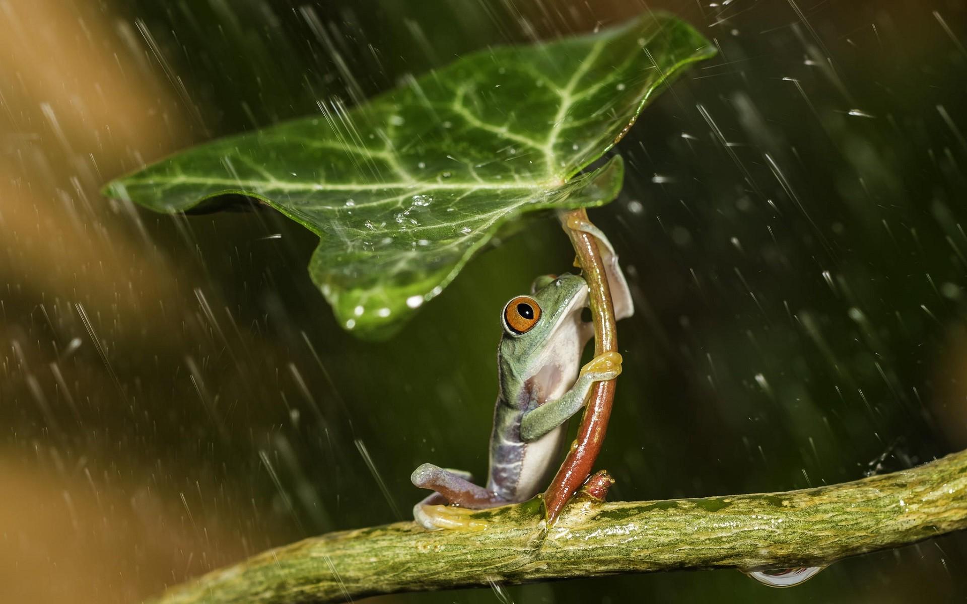 nature, Animals, Frog, Leaves, Plants, Rain, Water, Water