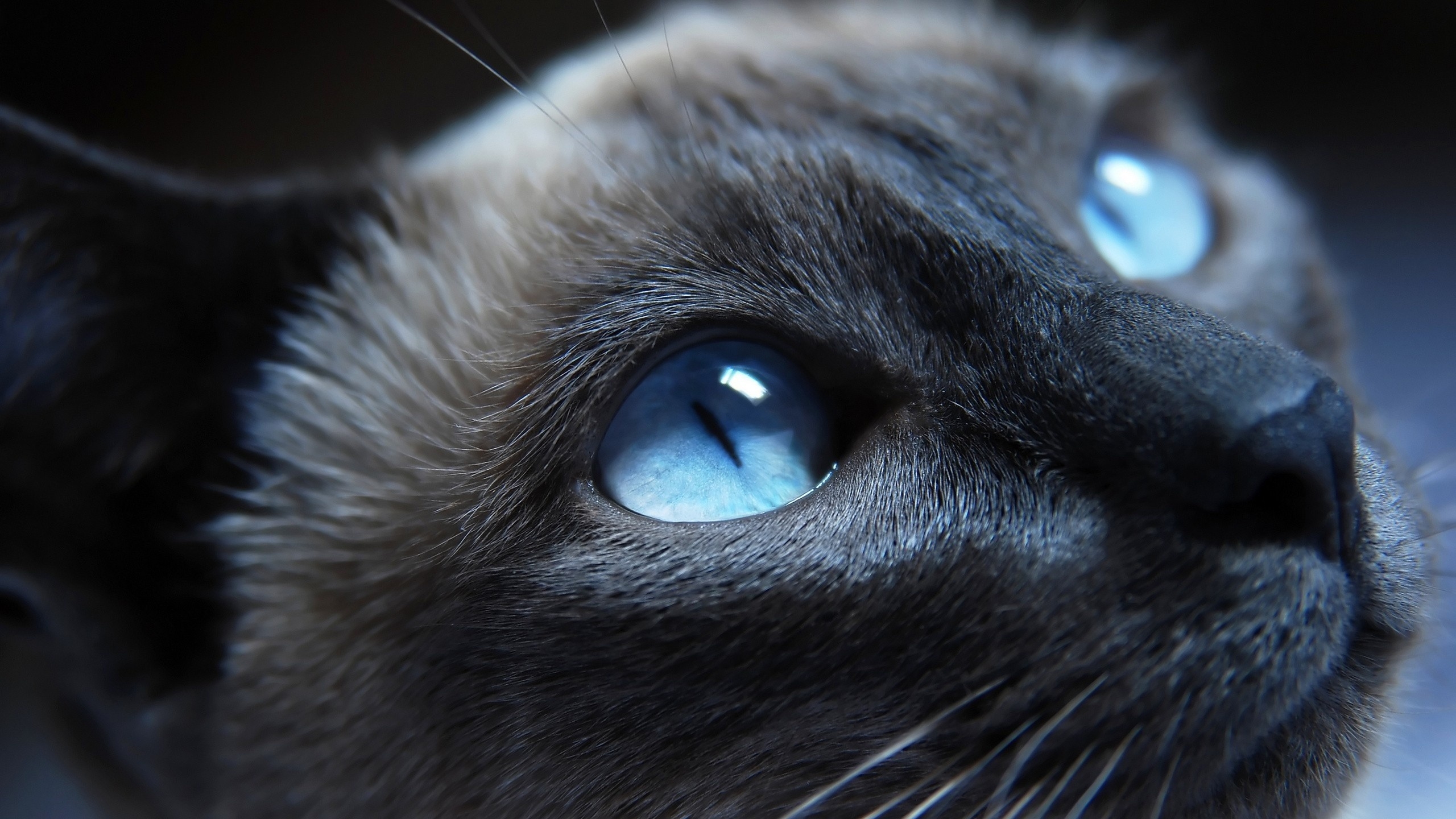 Download Wallpaper, Download 2560x1440 cats blue eyes
