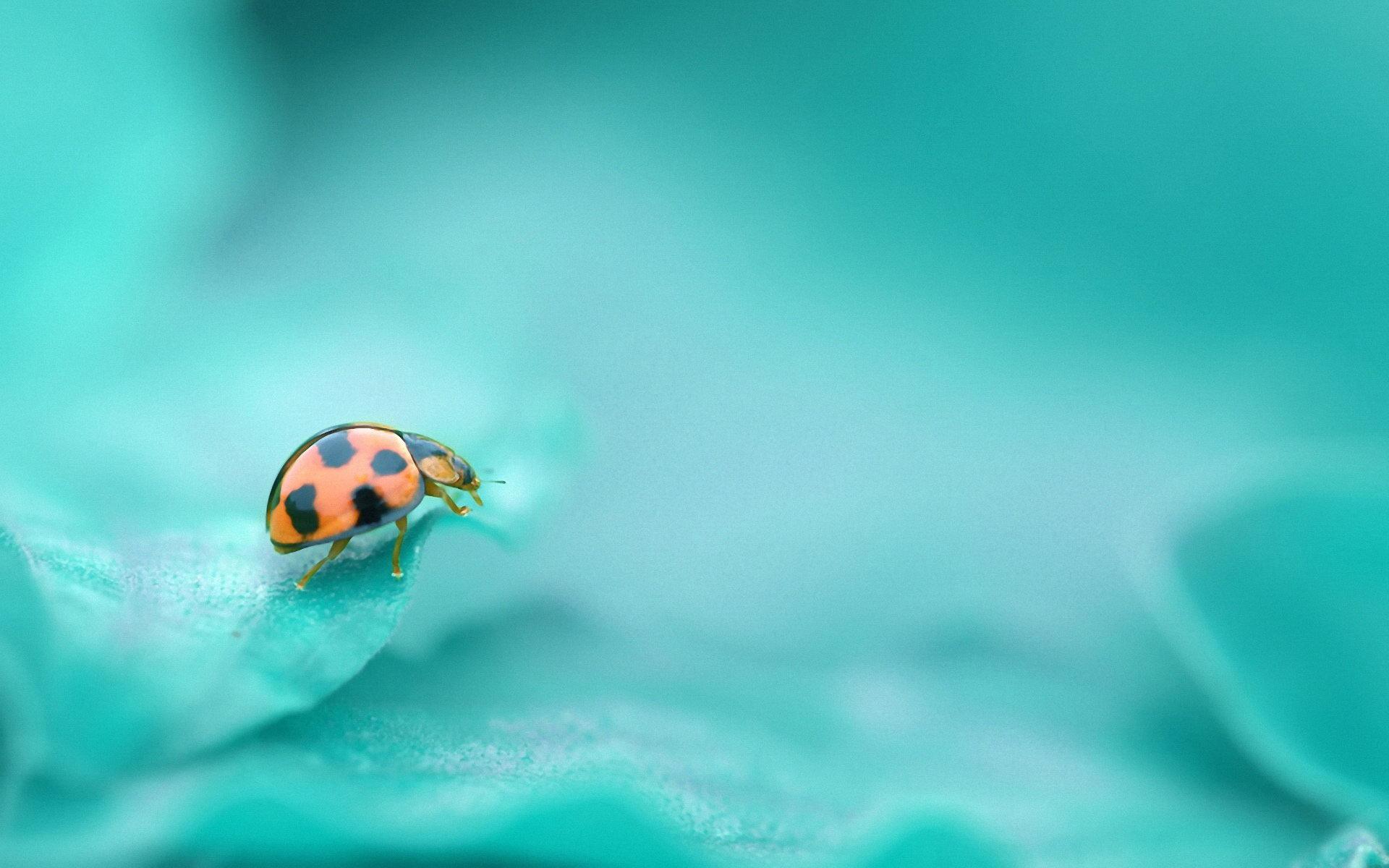 Everything Ladybugs/ Ladybirds