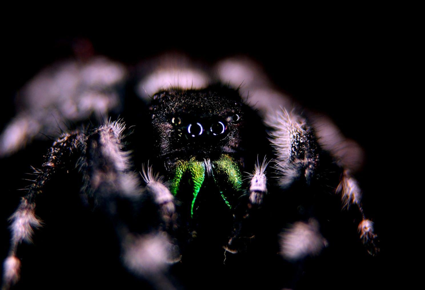 Macro Photography Spider Animals Wallpaper