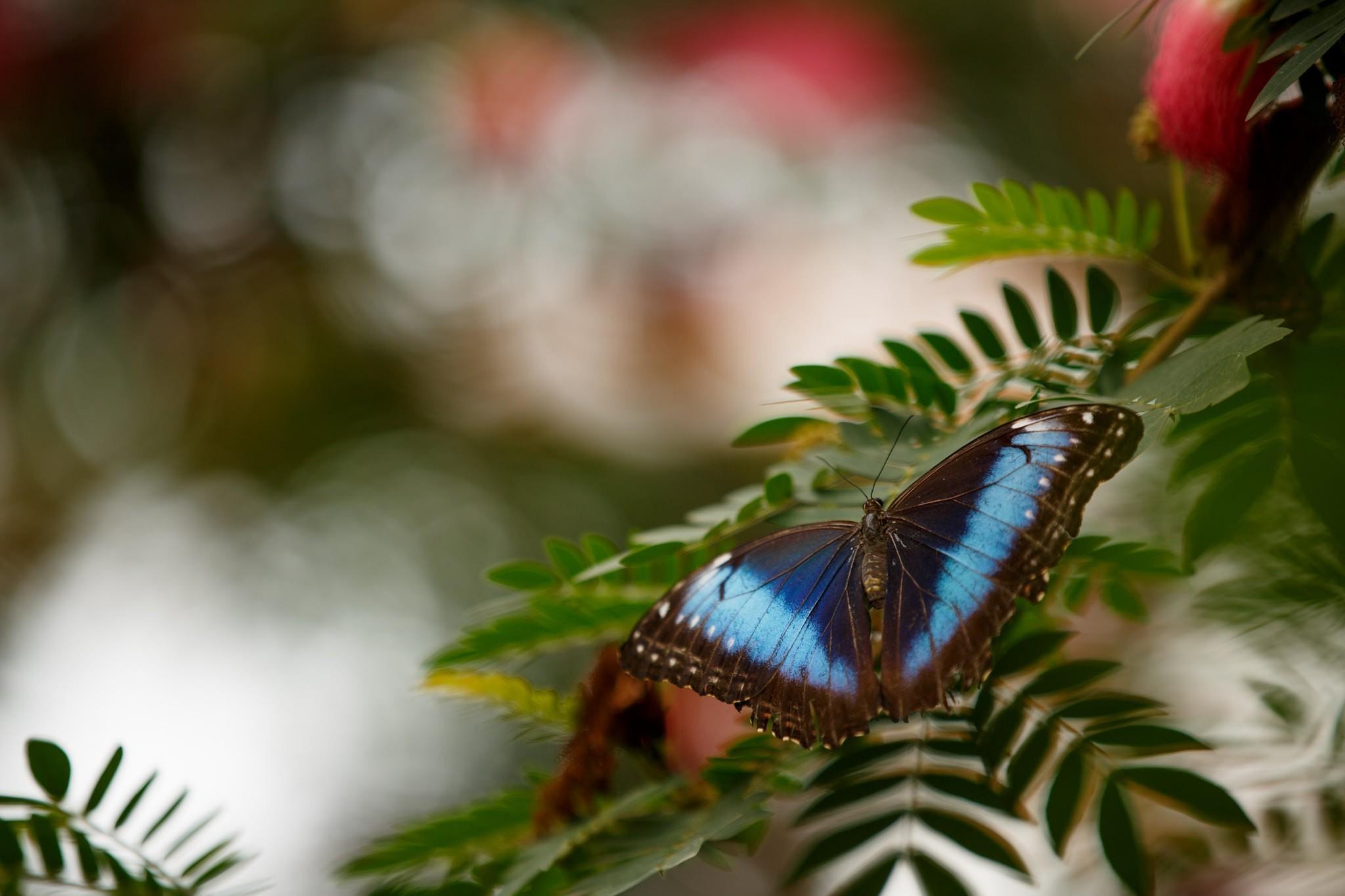 photography butterfly bokeh leaves blue macro insect