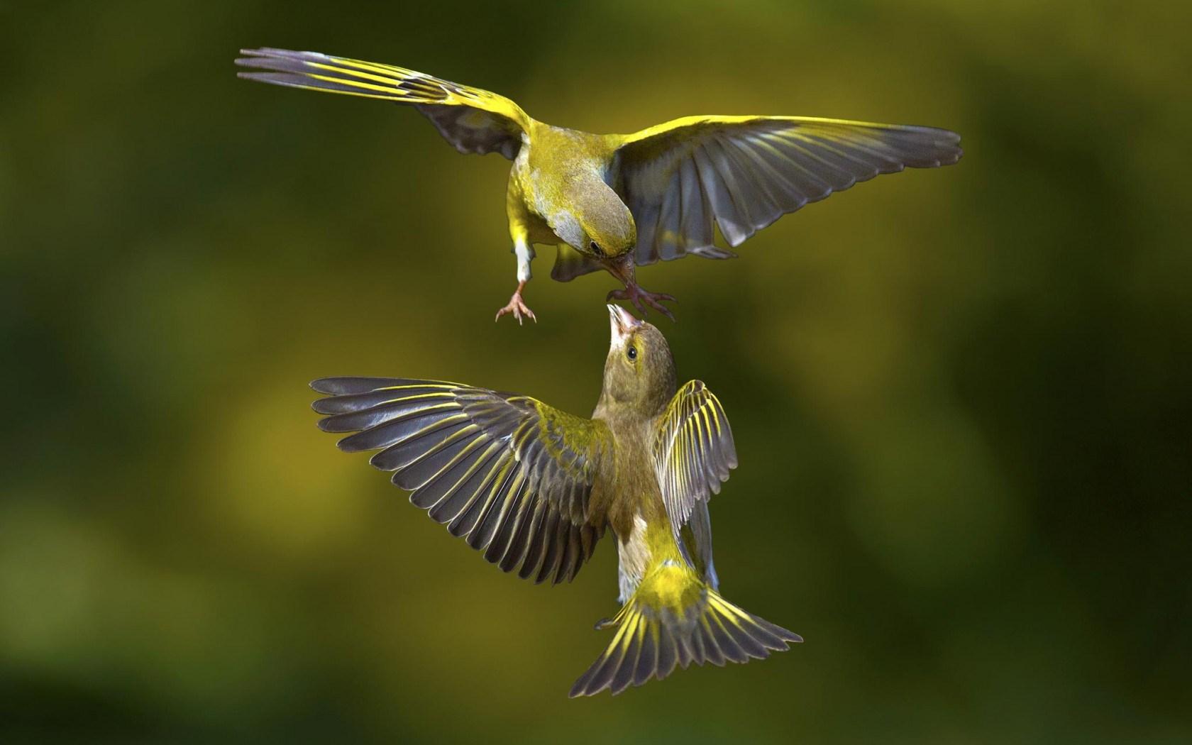 Летящие красивые птицы летящие. Зеленушка Крылья. Птица в полете. Красивая птица в полете. Птички летают.