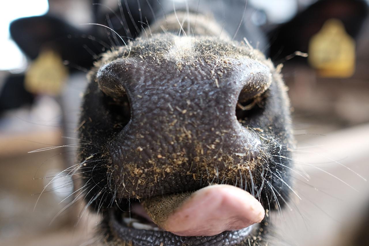 Desktop Wallpaper Cow Nose Tongue Macro photography Animals