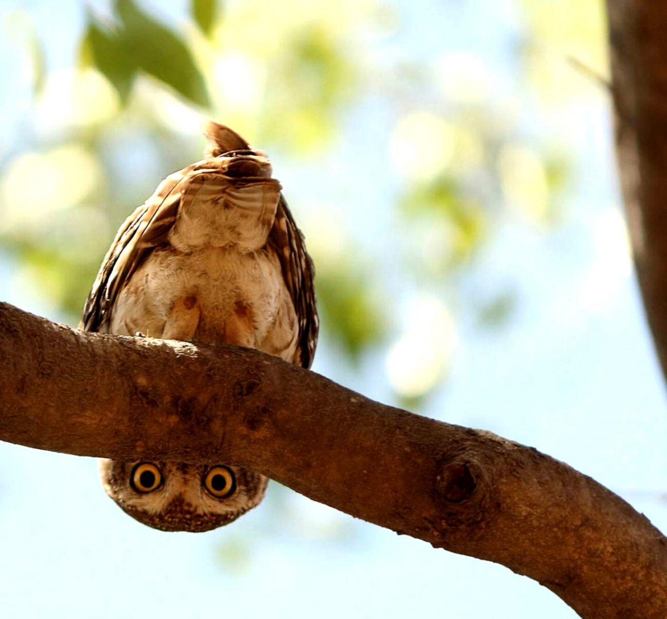 Bird Macro HD Wallpaper. Wallpaper For You