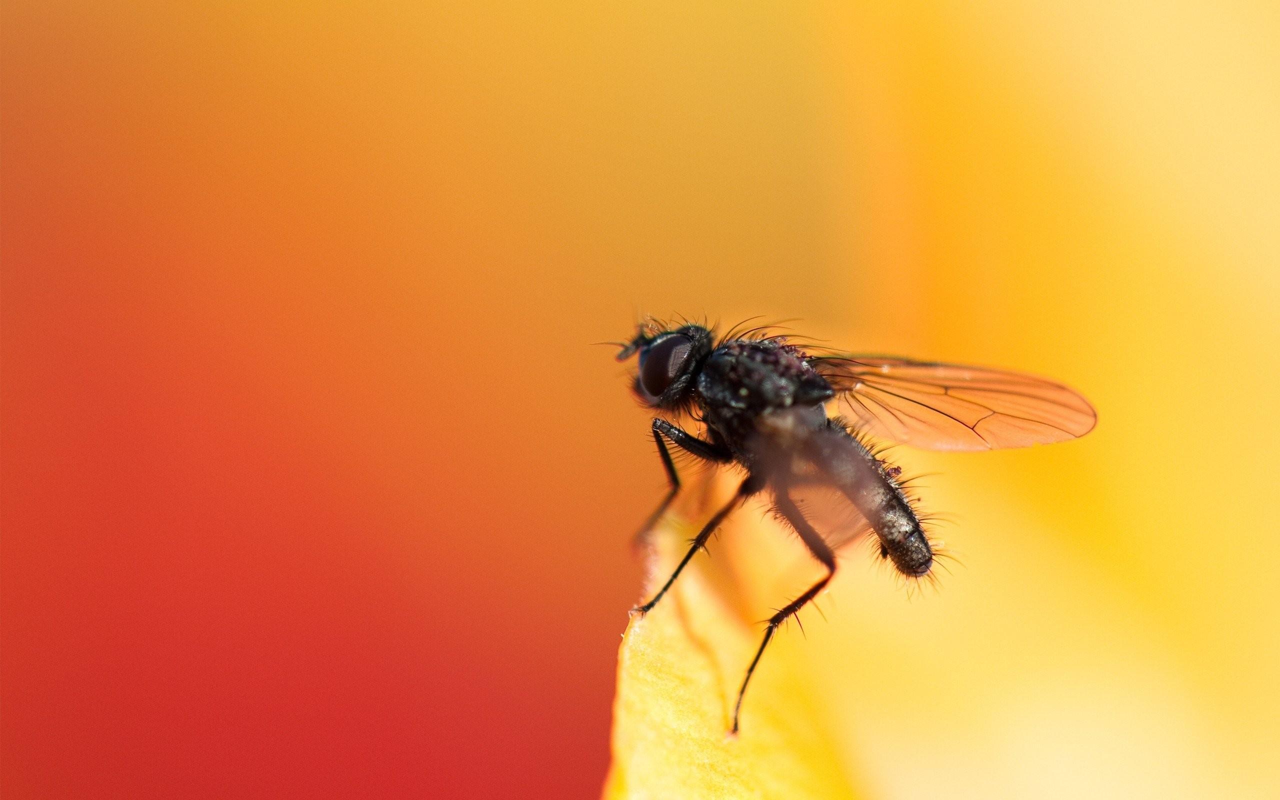 Flies, nature, free Image, Macro, Animals, Cool Insects