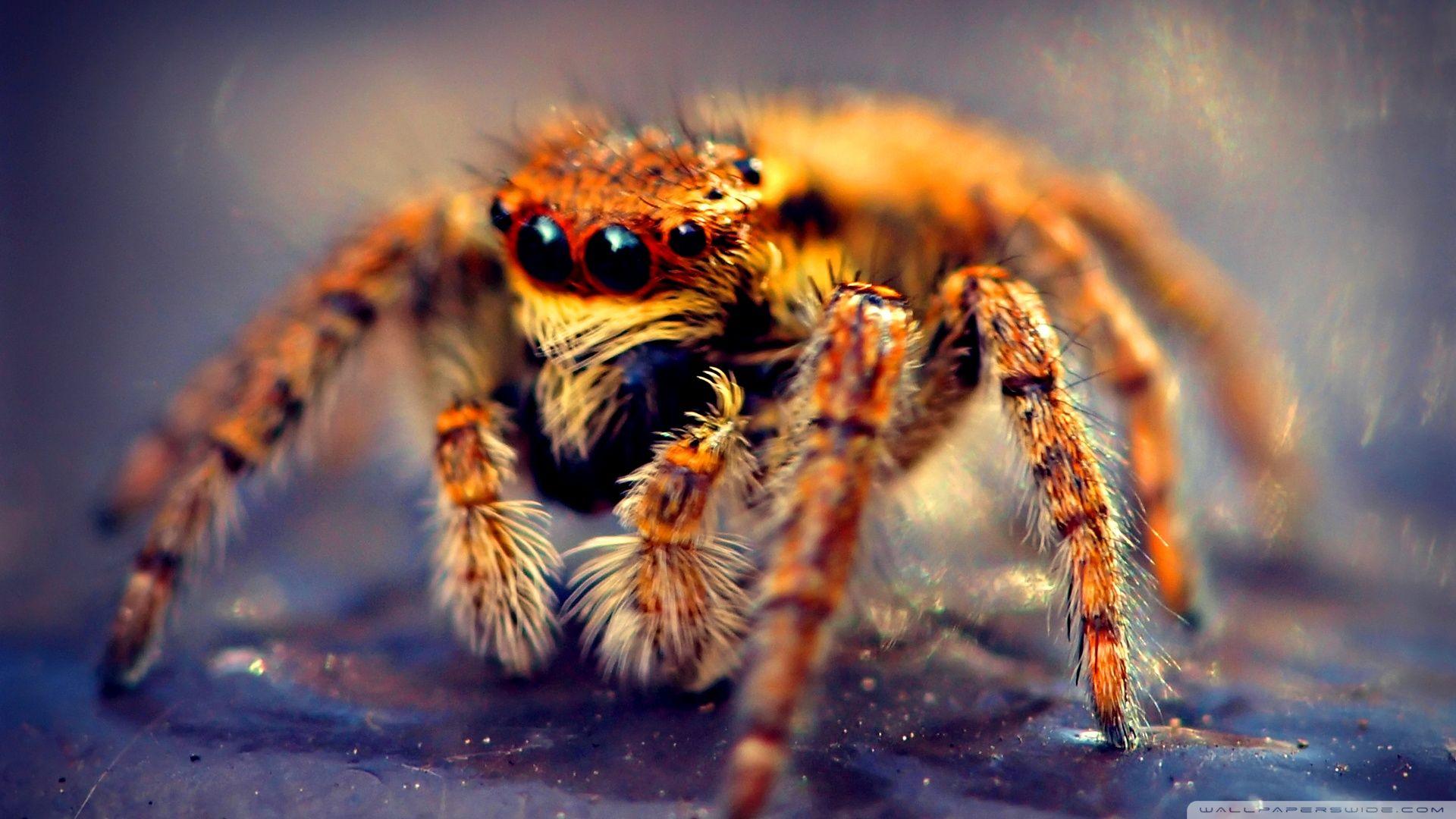 Spider Wallpaper For iPhone #u5t. Animals. Spider, Jumping