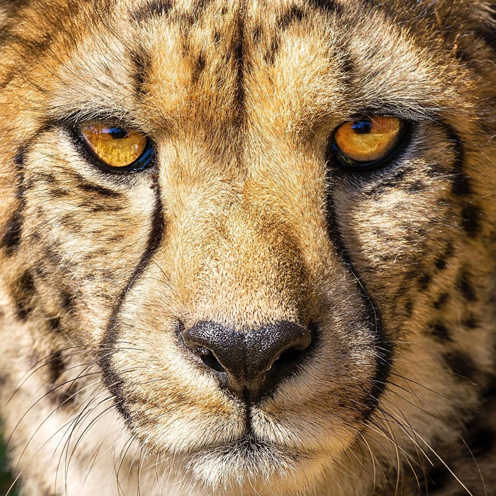 Desktop Wallpaper cheetah Eyes Nose Macro Snout Animals Closeup