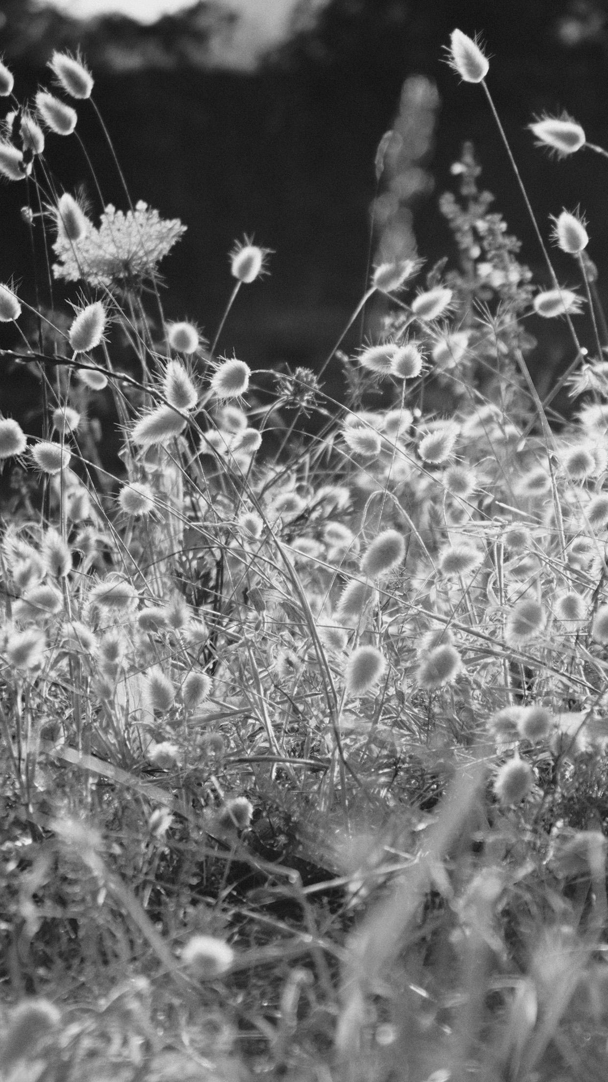 Reed Field Black And White Macro Bokeh Light Android