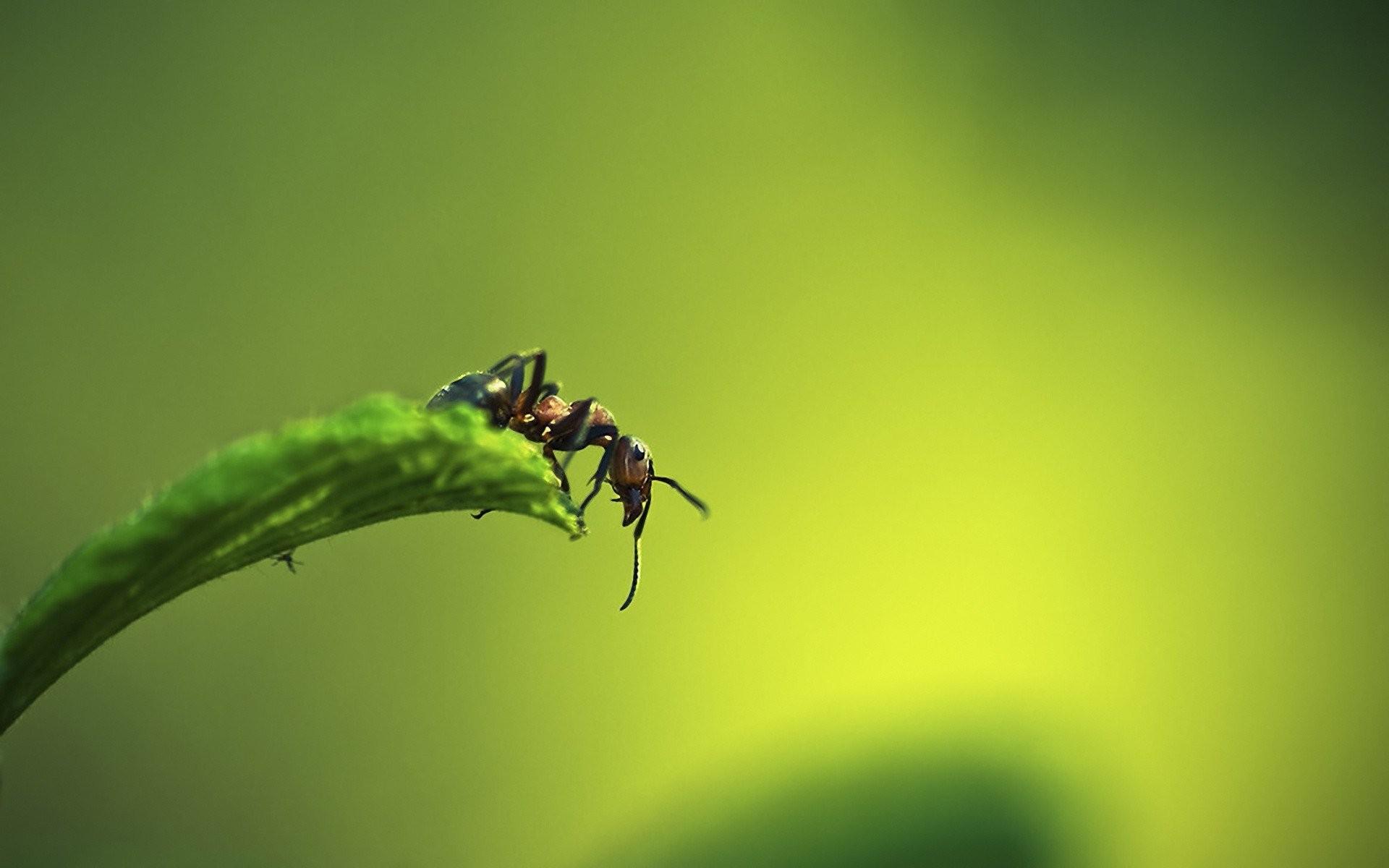 Animals, Of, nature, Field, Insects, HD Wallpaper, Tablet