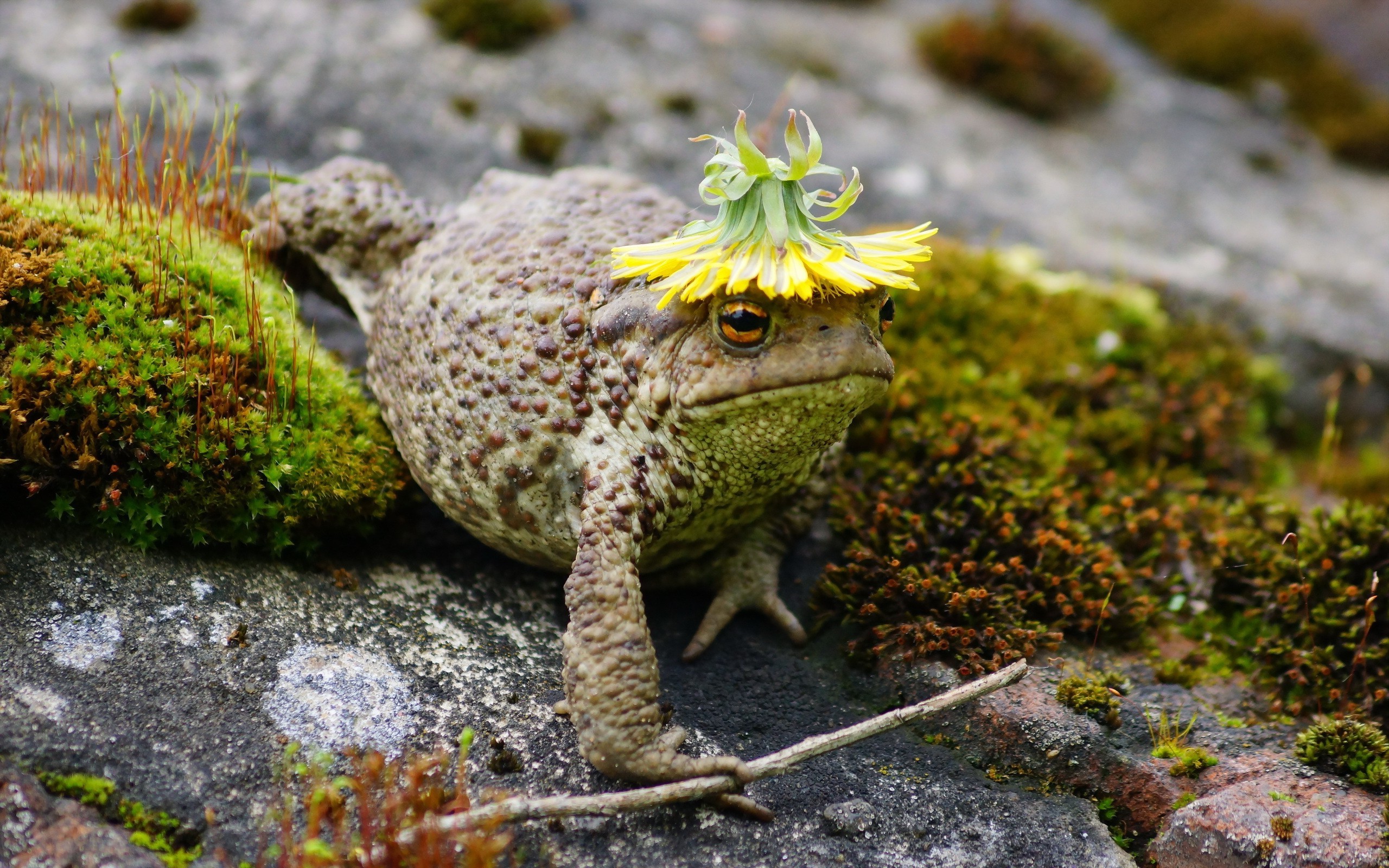 animals macro toad moss wallpaper and background