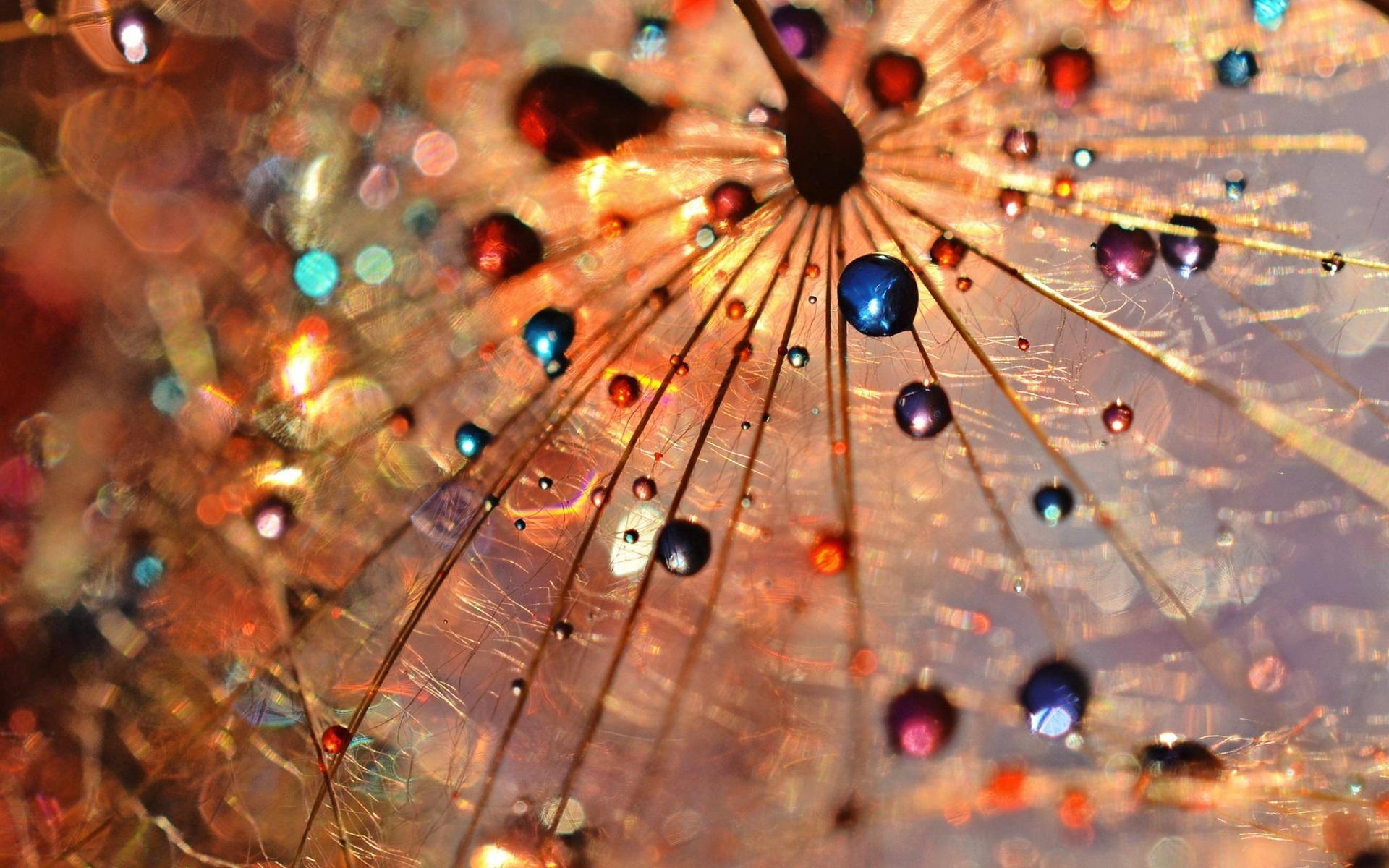 Wallpaper Dandelion macro photography, dew drops, colorful