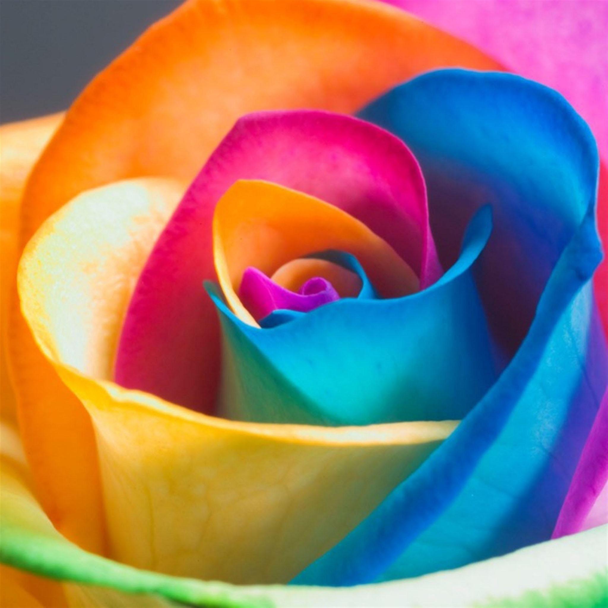 Colorful Rose Flower Macro iPad Air Wallpaper Free Download