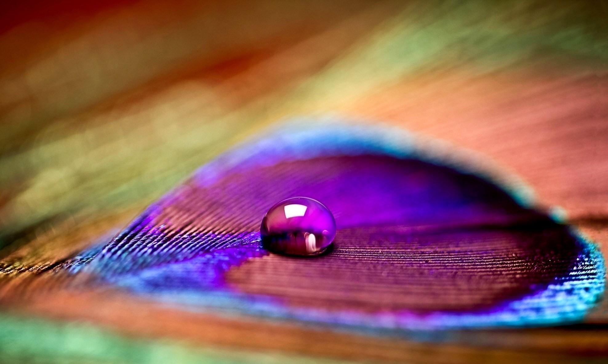 closeup multicolor drop feathers water drops macro colors
