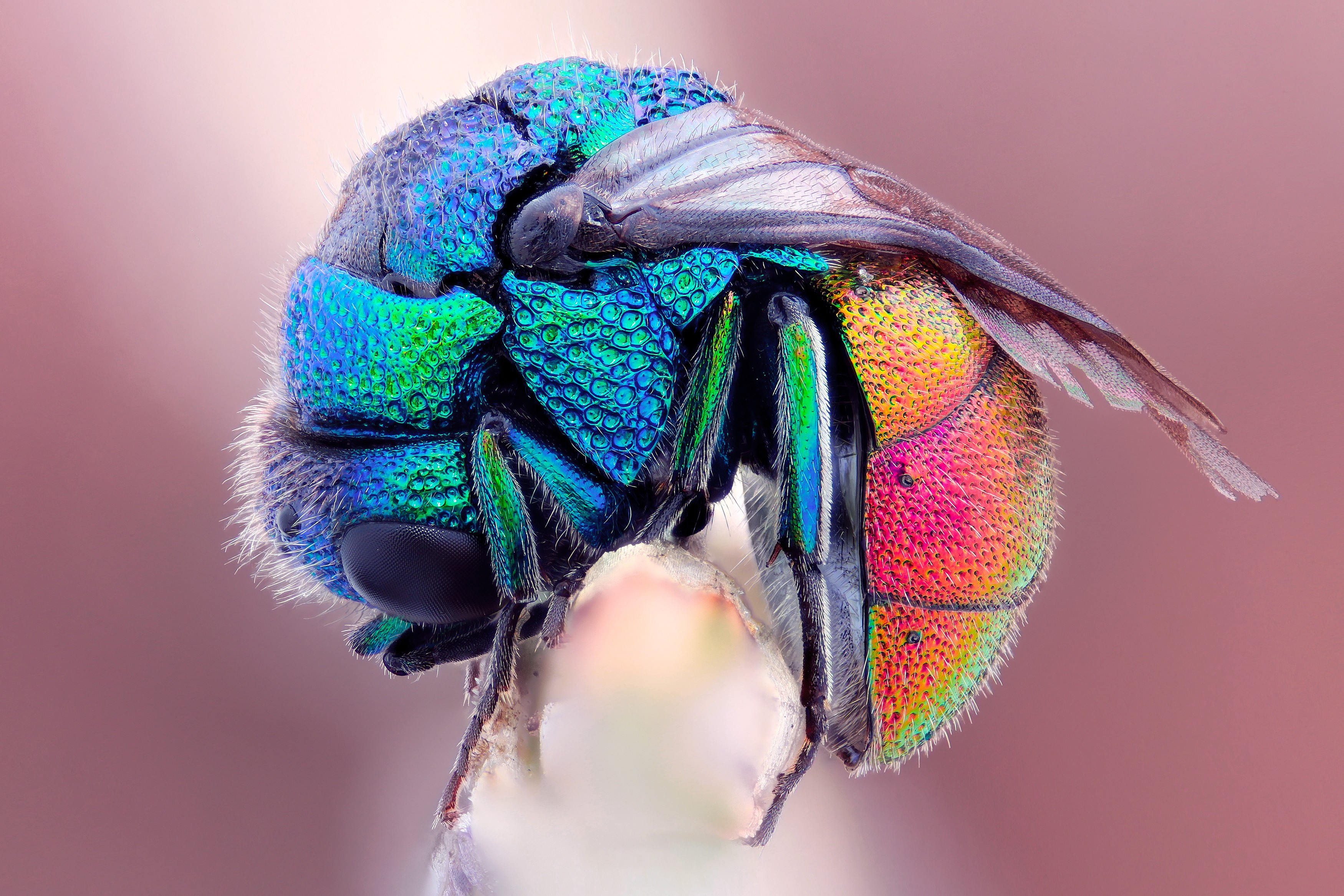 colorful, insects, macro wallpaper