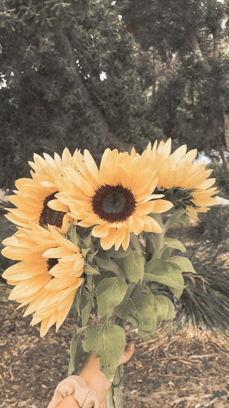 aesthetic wallpapers flowers nature sunflowers yellow pastel sunflower backgrounds chapter iphone 90s wattpad shirley