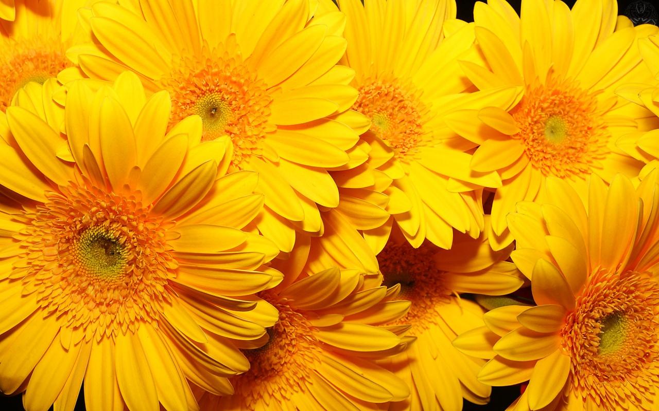 Free download Flowers Yellow Roses Desktop Wallpaper 1280x800
