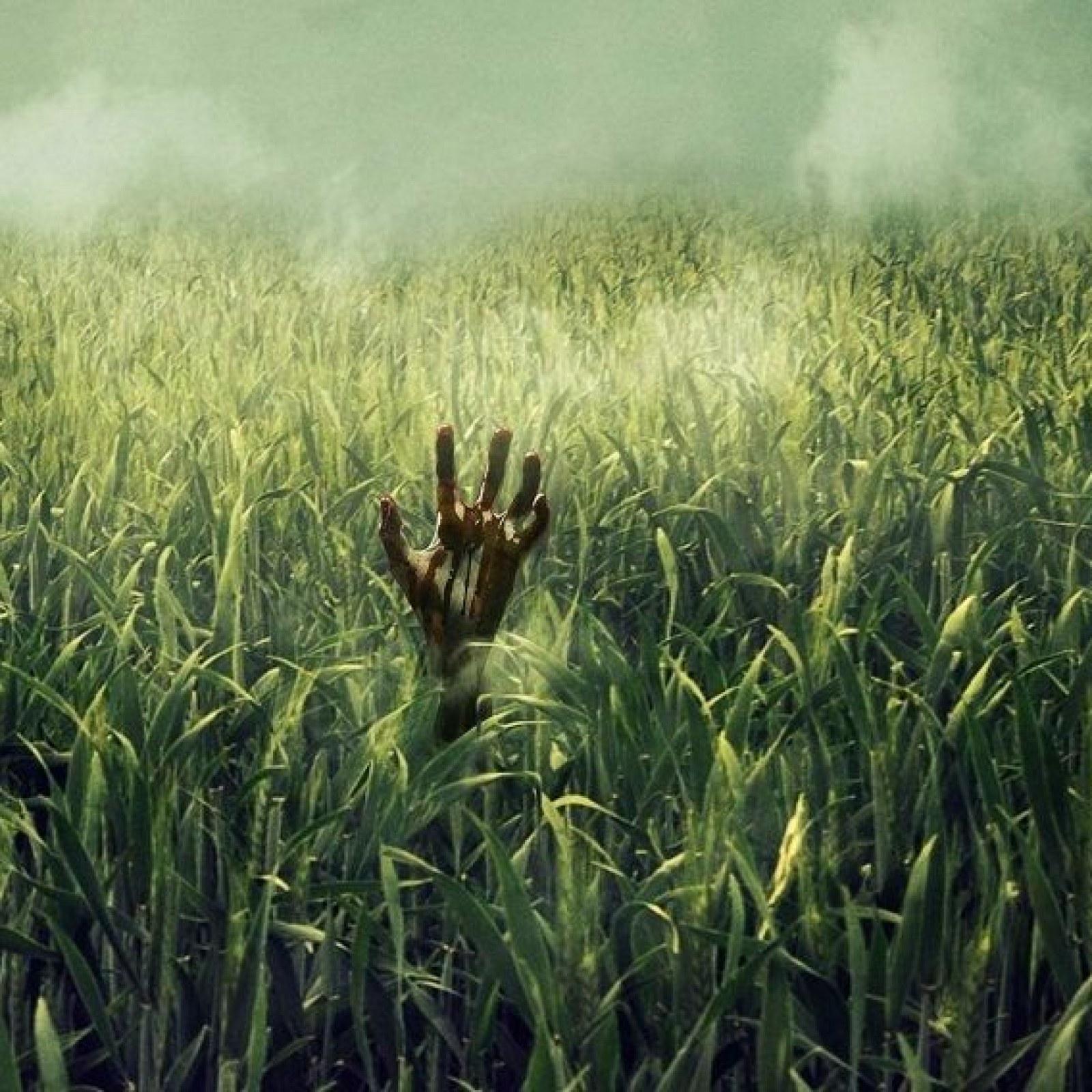 Stephen King and Joe Hill Netflix Movie 'In The Tall Grass
