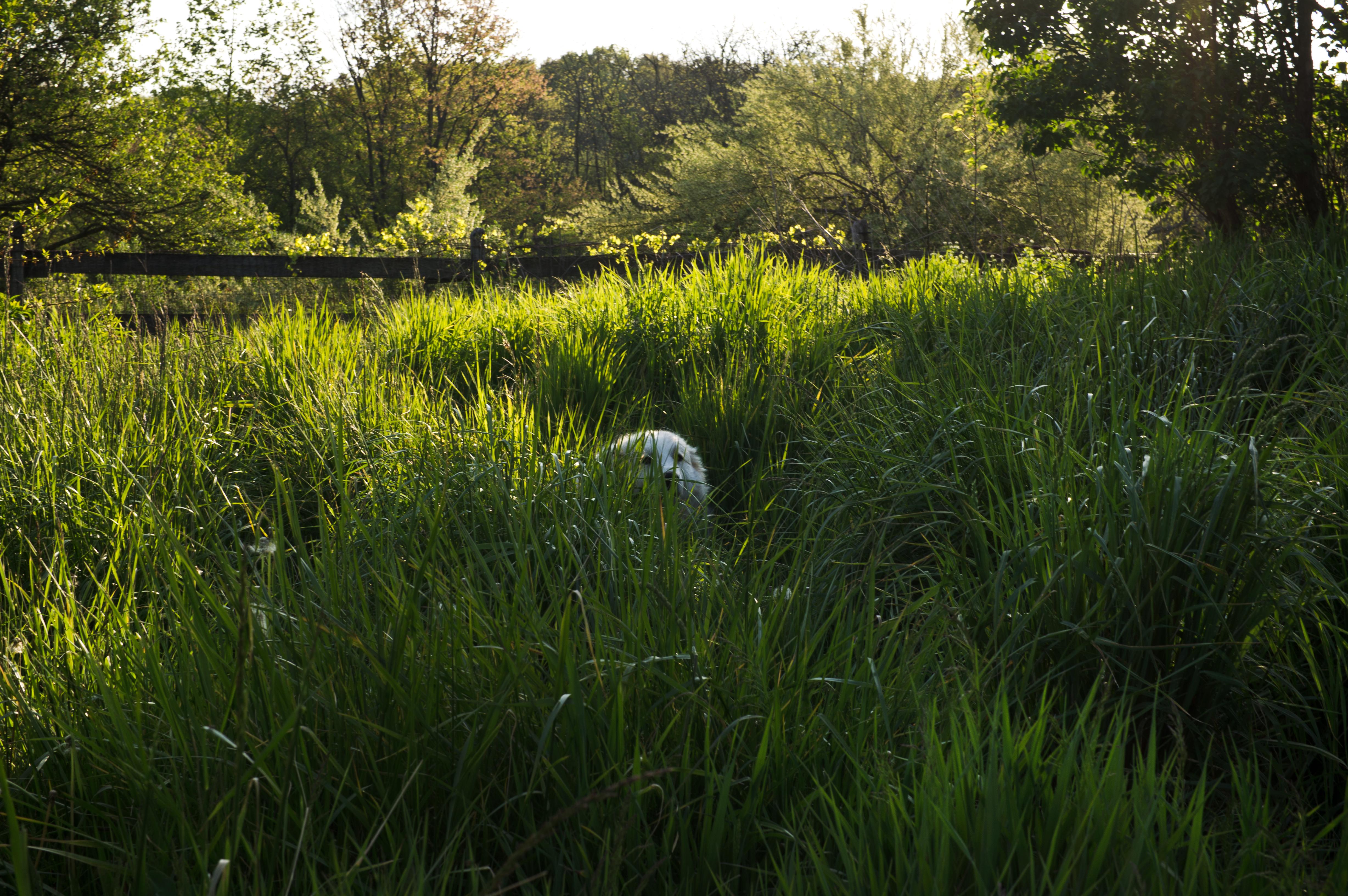 Great Pyrenees dog hiding in the tall grass wallpaper