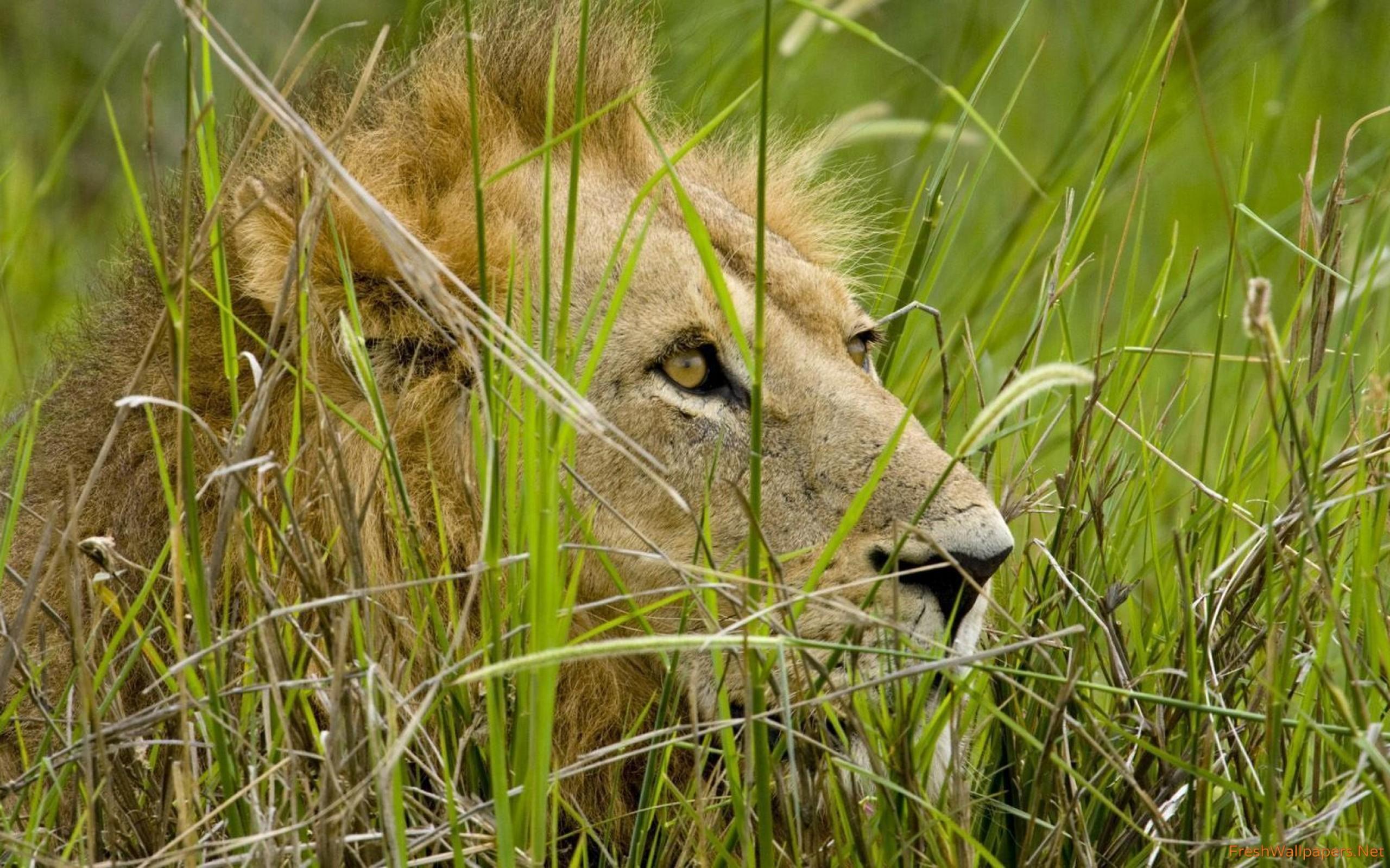 Young lion hiding in the tall grass wallpaper