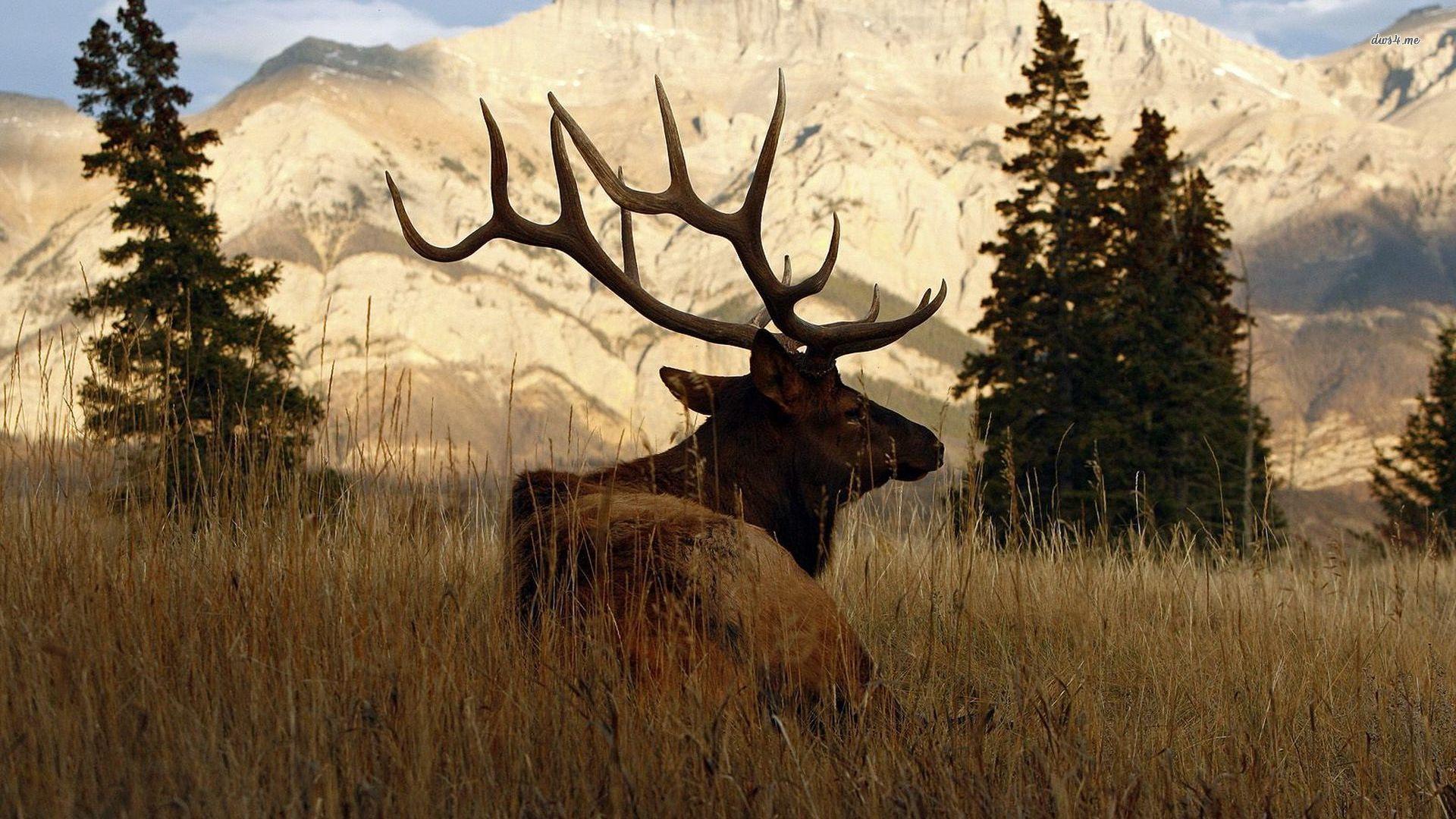 Deer in the tall grass wallpaper wallpaper