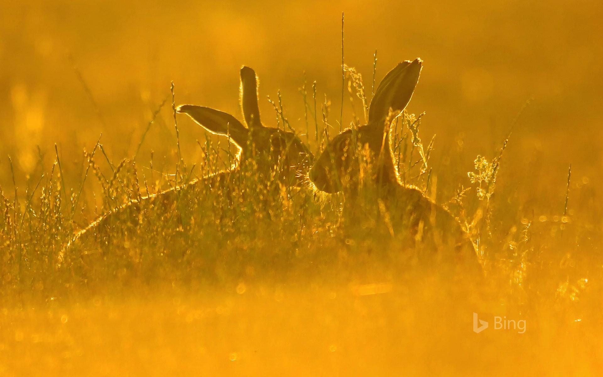 European Hares In Tall Grass © Jackie Bale Getty Image
