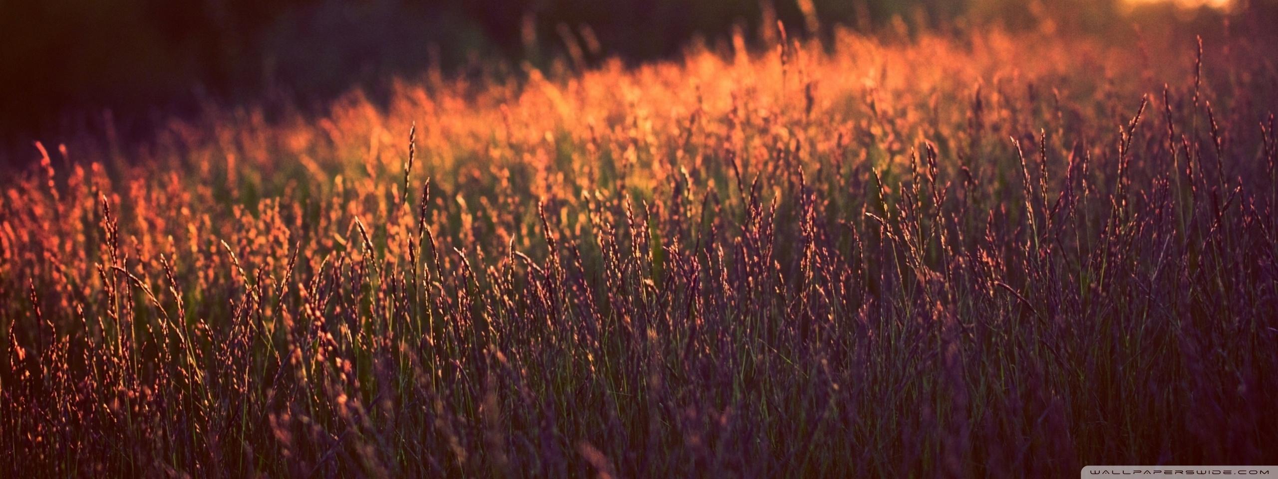 Tall Grass, Sunset ❤ 4K HD Desktop Wallpaper for 4K Ultra