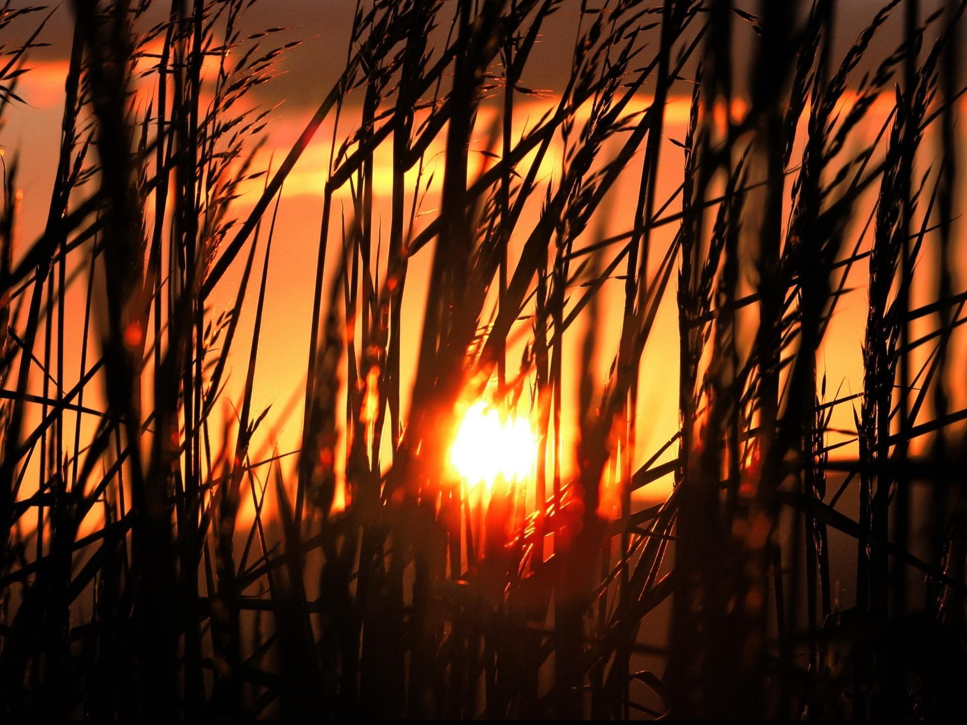 Sun, Grass, Morning, HD Wallpaper Landscape Image, Tall