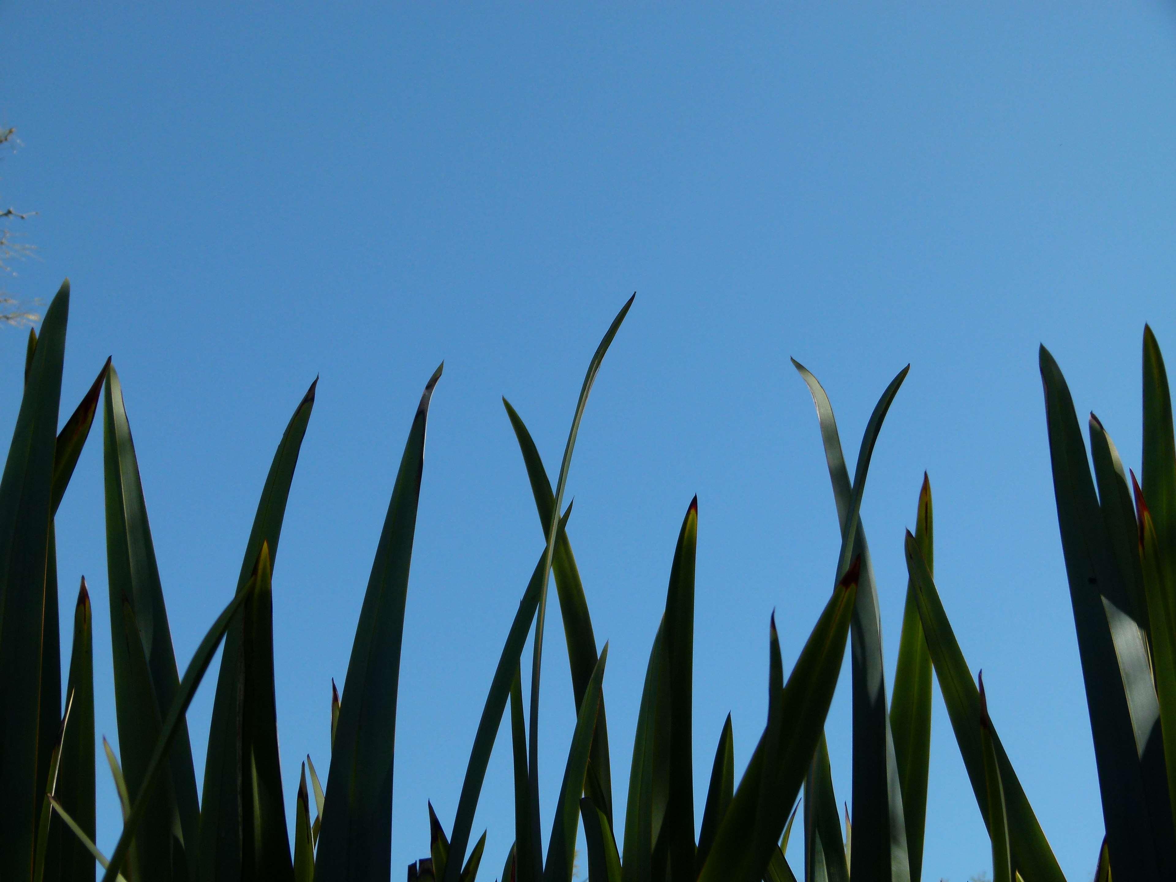 blue sky, bright day, tall grass 4k wallpaper