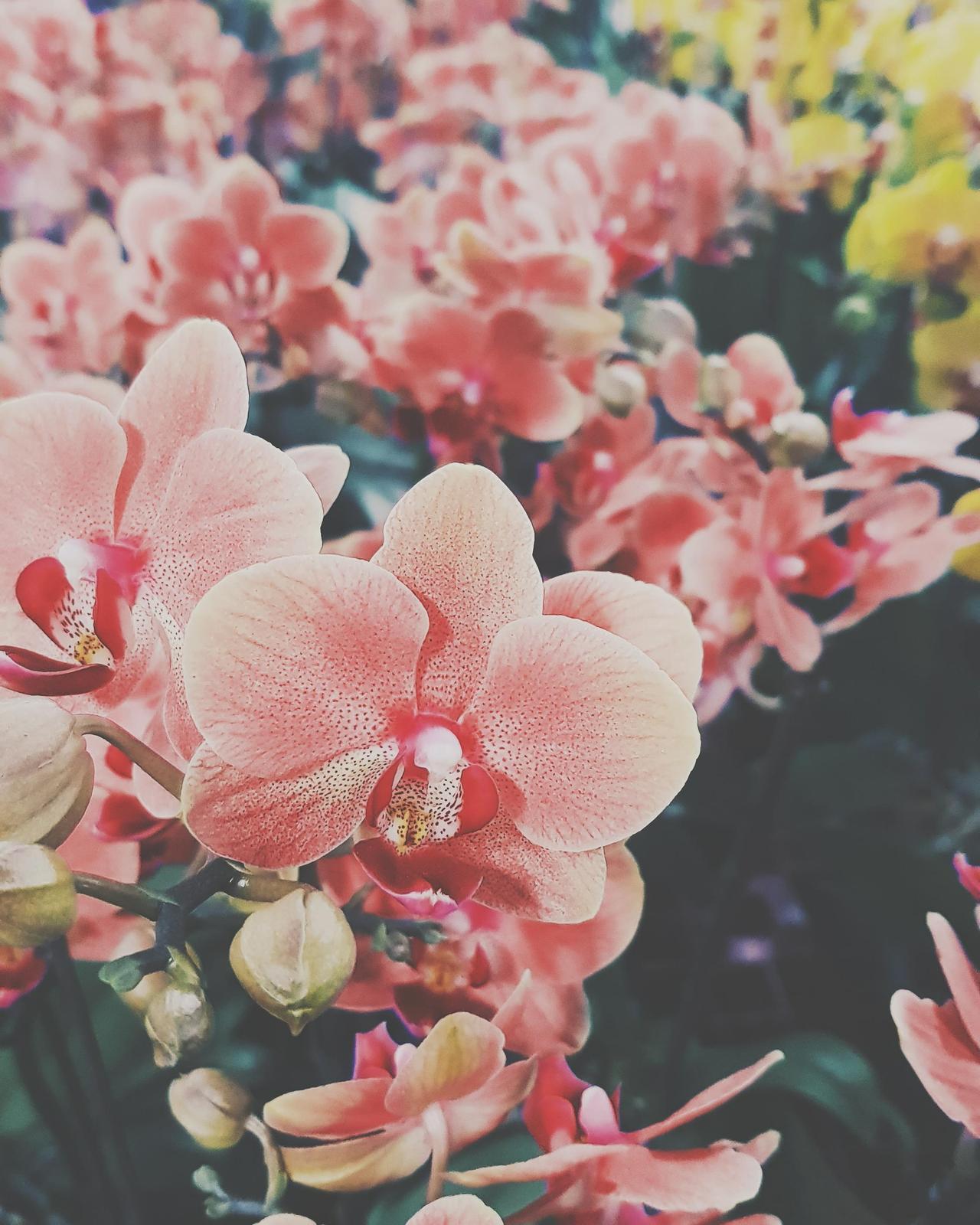 Aesthetic Flowers Wallpaper