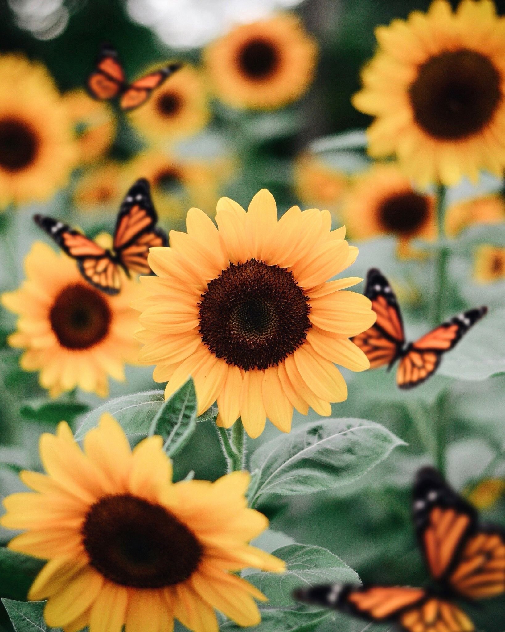  Aesthetic  Sunflower Wallpapers  Wallpaper  Cave