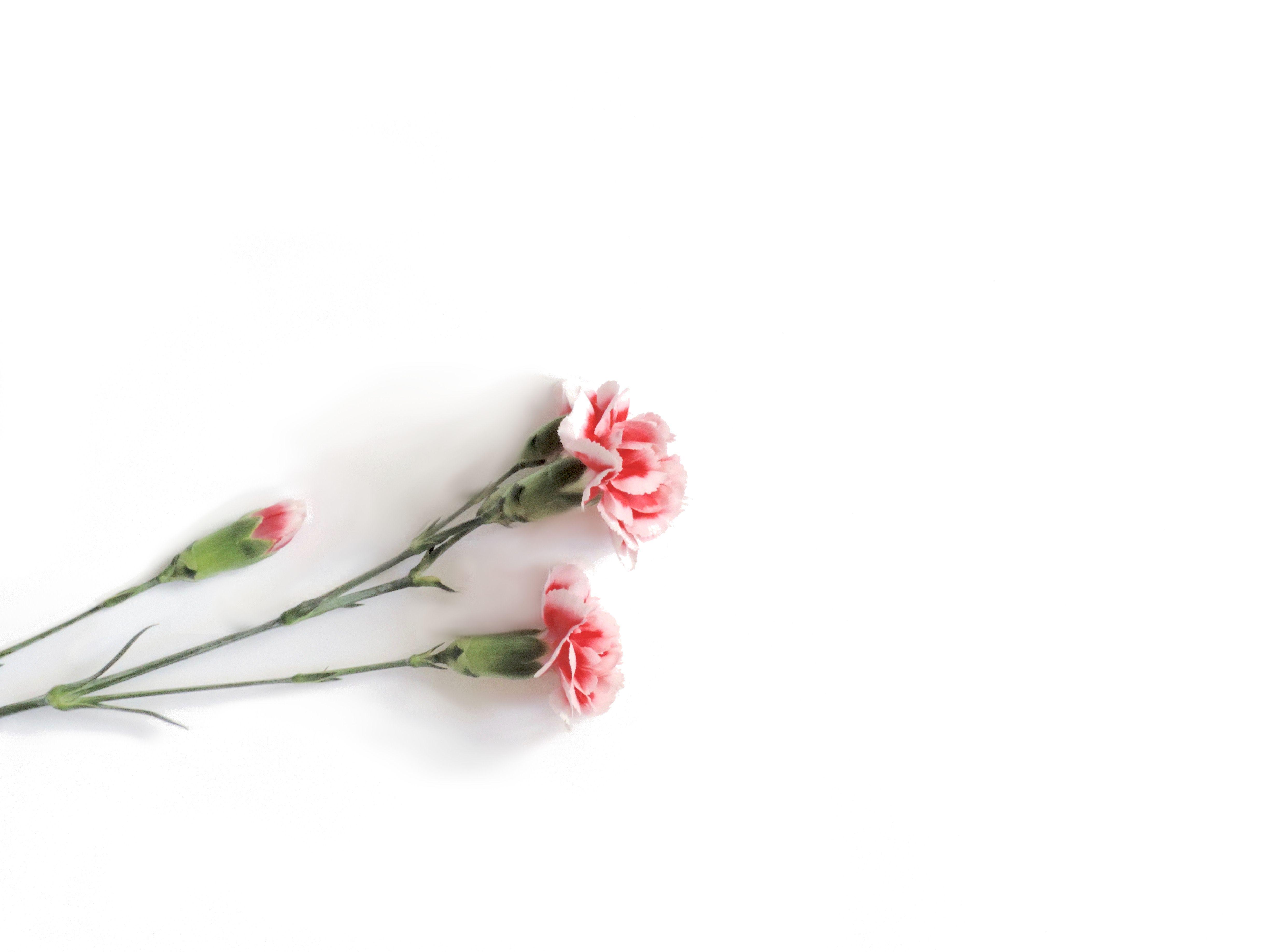 indieflick ☾✧ Flower Background, Flower Wallpaper