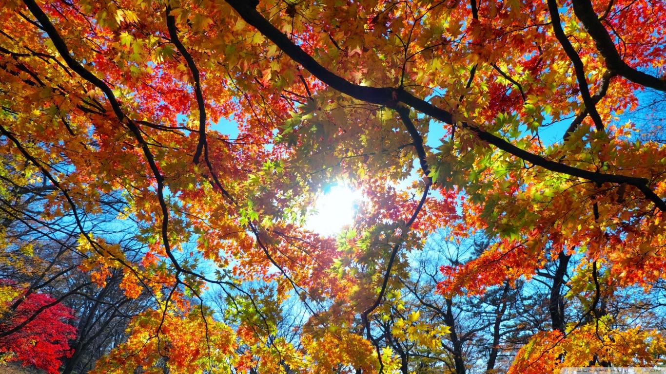 Leaf Sun Autumn HD Wallpaper