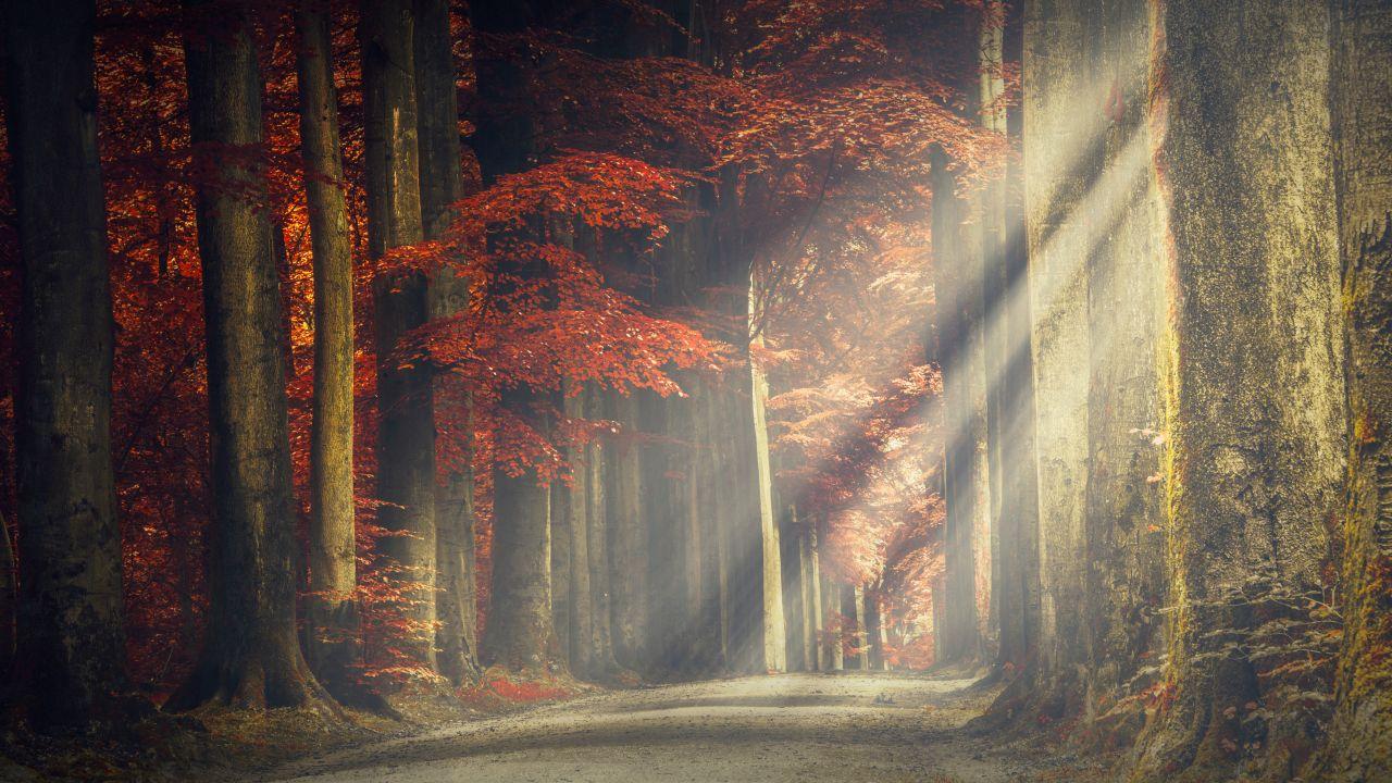 Wallpaper Forest path, Autumn, Sun light, HD, 5K, Nature