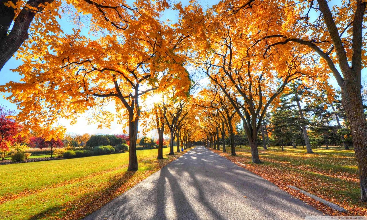 Park Landscape, Autumn ❤ 4K HD Desktop Wallpaper for • Dual