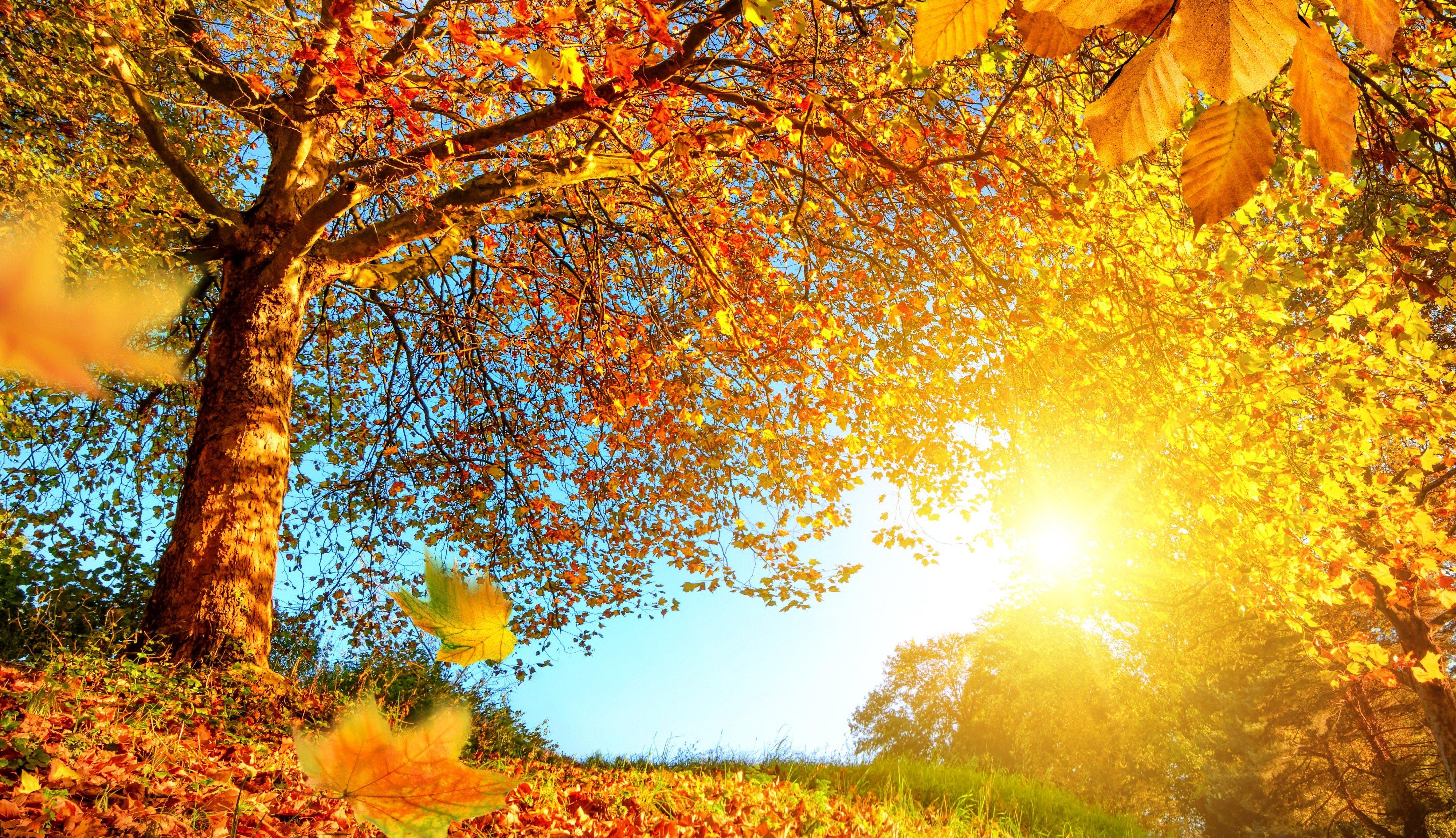 Sun, Trees, Fall HD Wallpaper / Desktop and Mobile Image