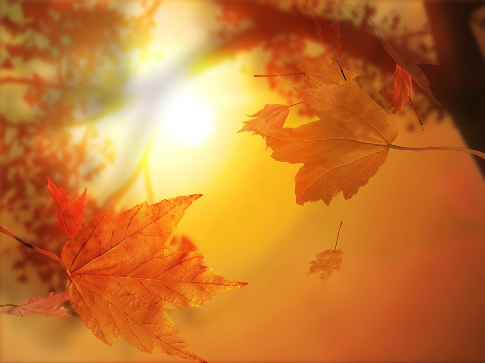 Download wallpaper: autumn sun, download photo, leaves