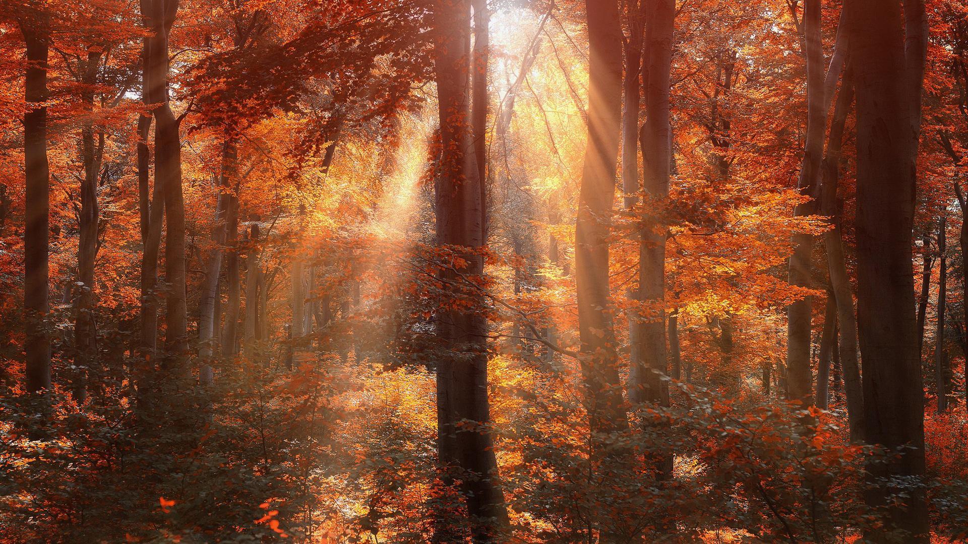Sun Shining on Autumn Forest HD Wallpaper. Background Image