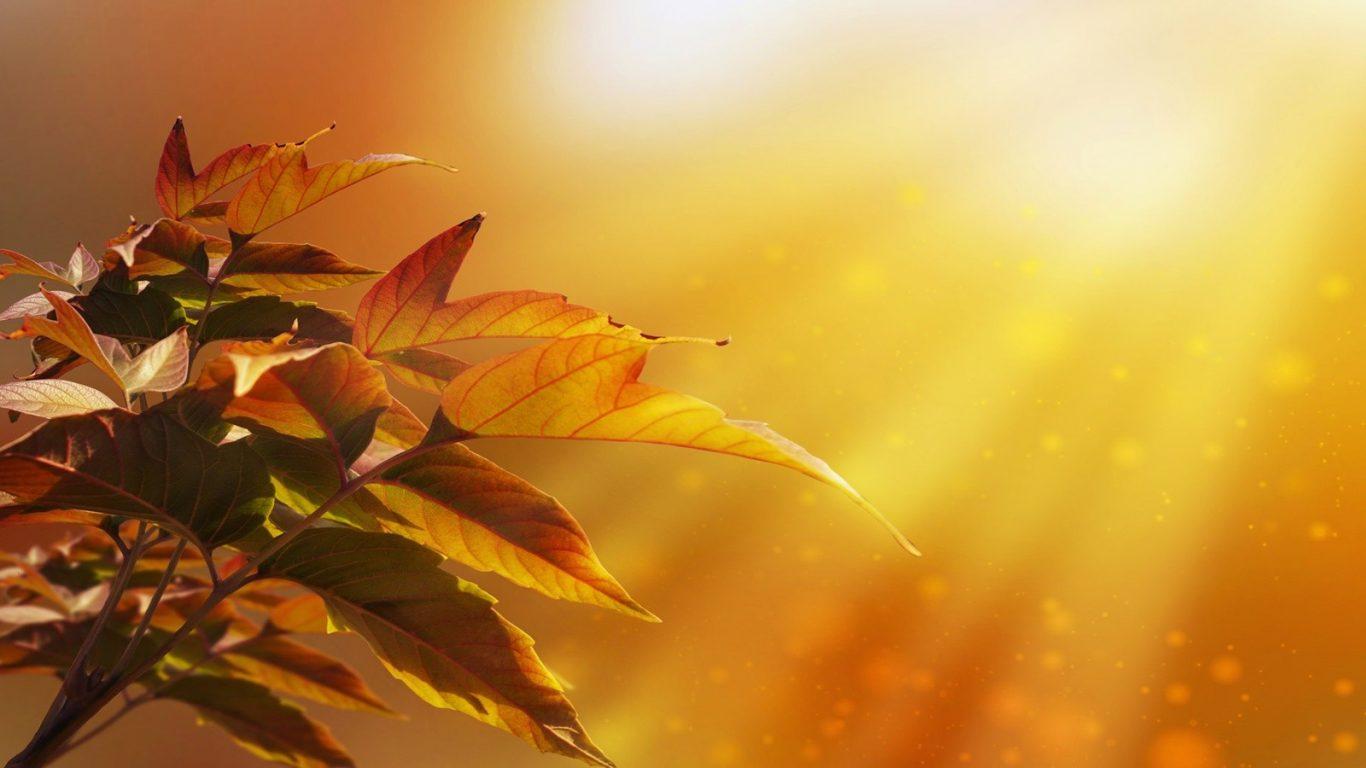 Maple Leaves Leaf Autumn Sun Wallpaper Forest Landscape
