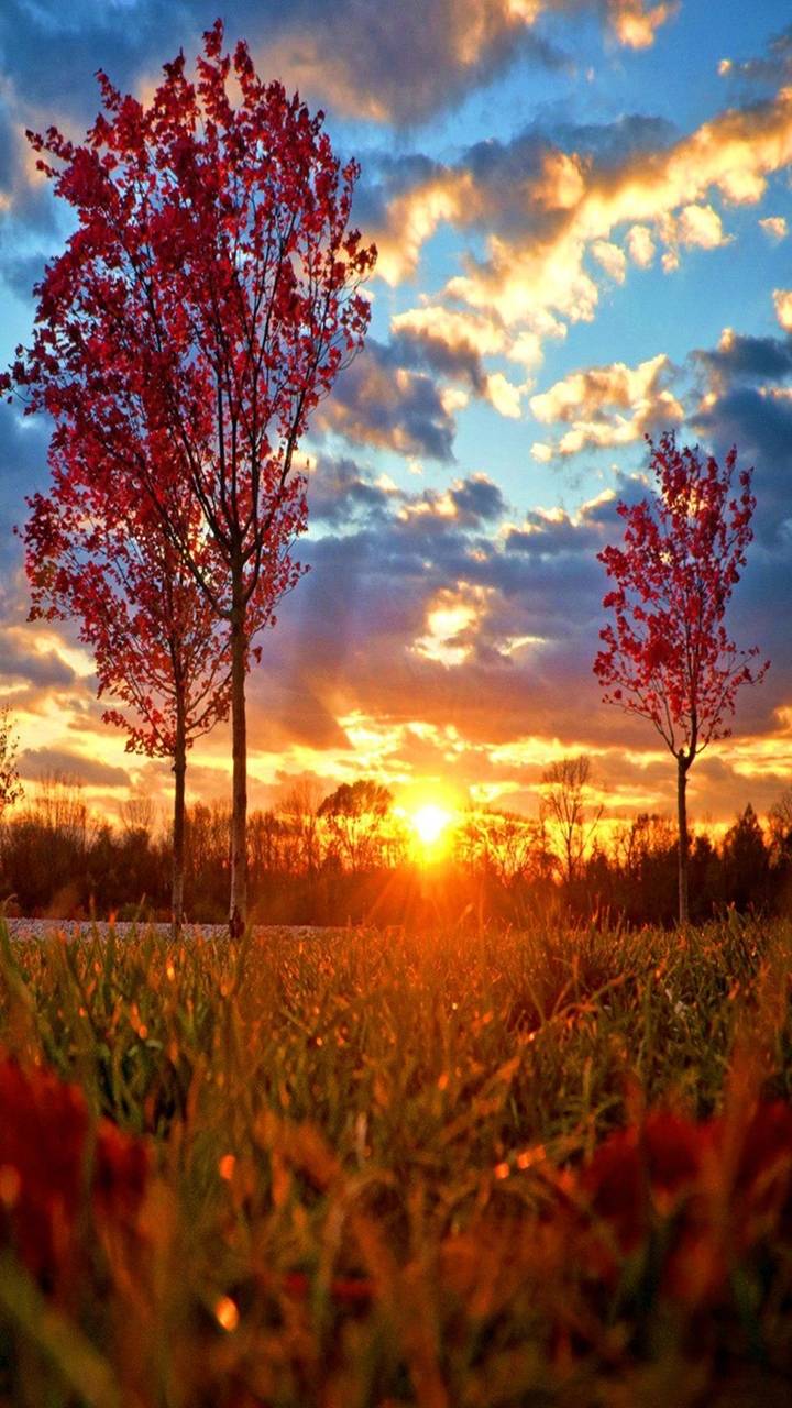 autumn morning sun Wallpaper