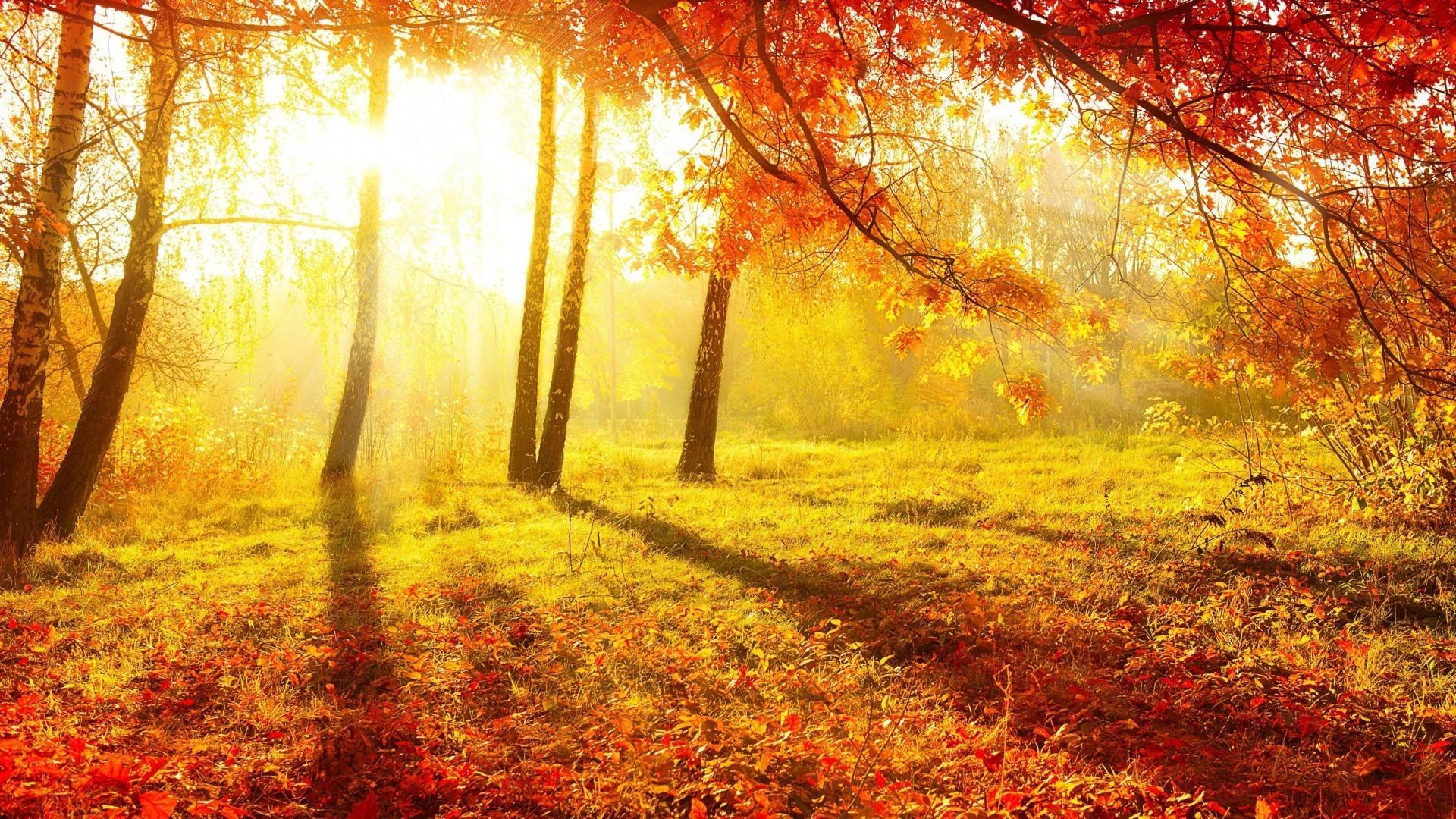 nature, Trees, Forest, Sun, Sunlight, Leaves, Branch, Fall
