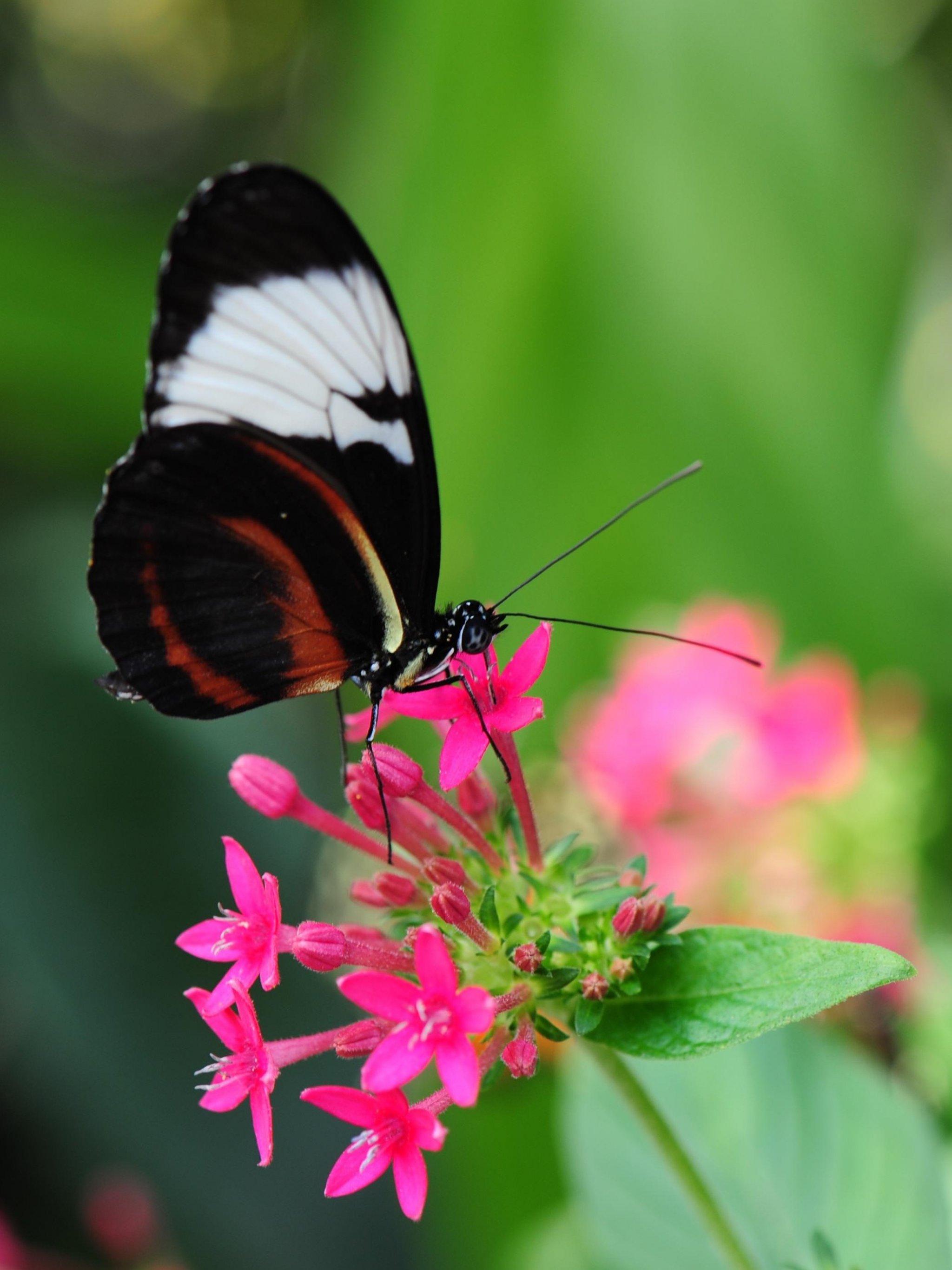 Pretty Butterfly on Pink Flower Wallpaper, Android